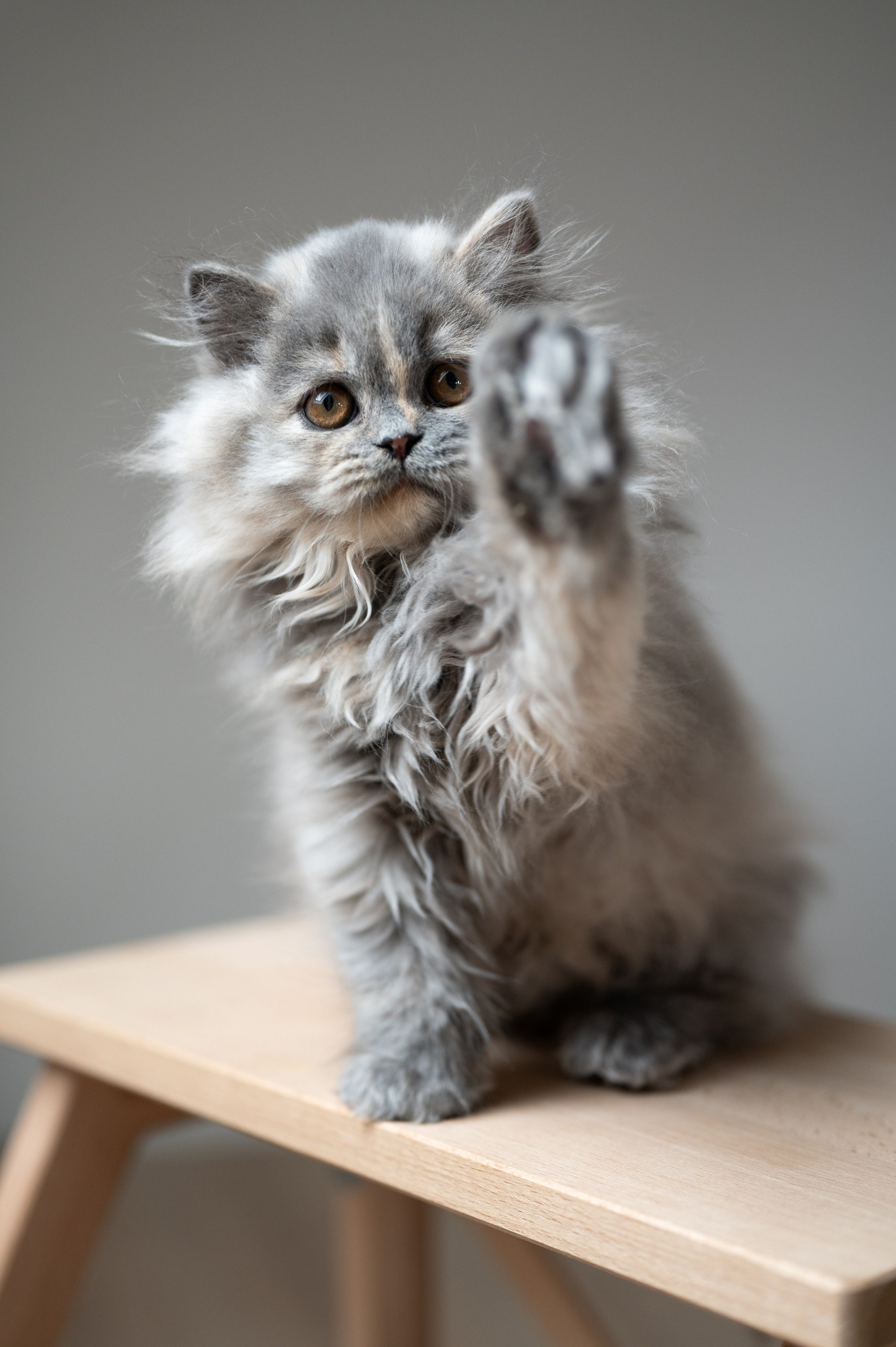 Kätzchen. Tierfotografie und Familienfotografie in der Hallertau