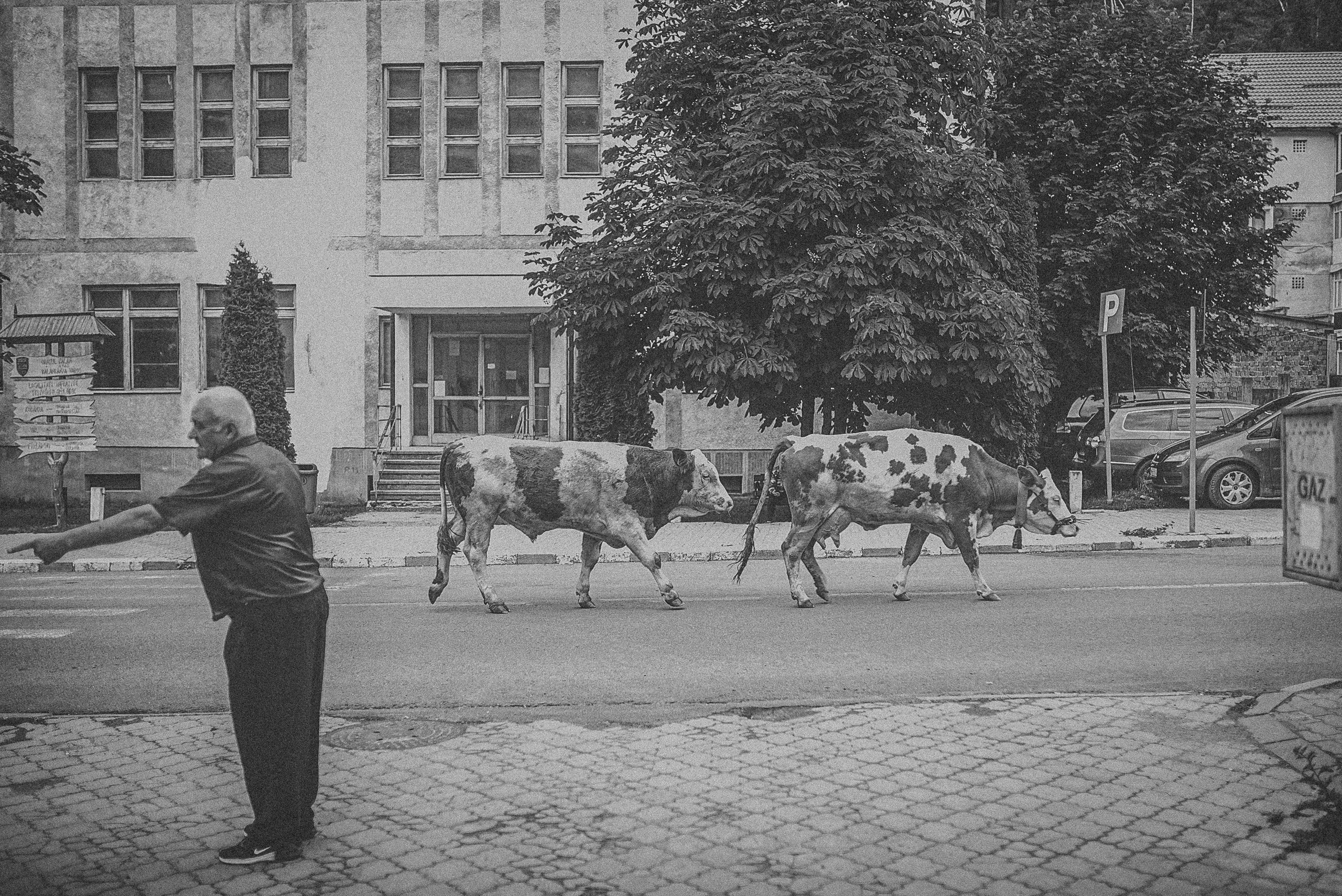 | Simona & Gabriel |. Alex Vasilie | Fotograf de Nuntă, Botez și Portret | Cluj-Napoca