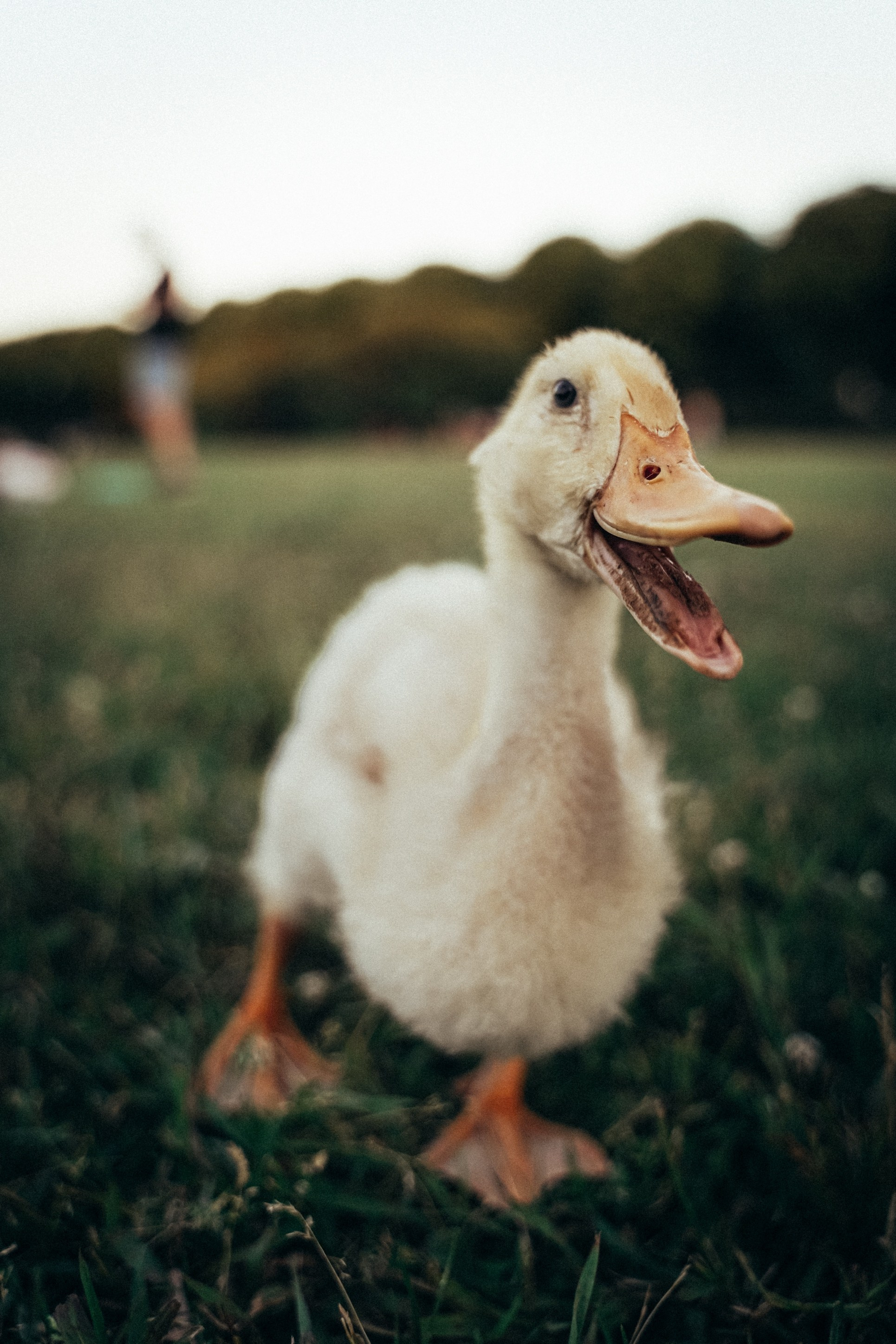 Пернатый психоз. Стрит-фотография, полная абсурда, идиотизма и красоты