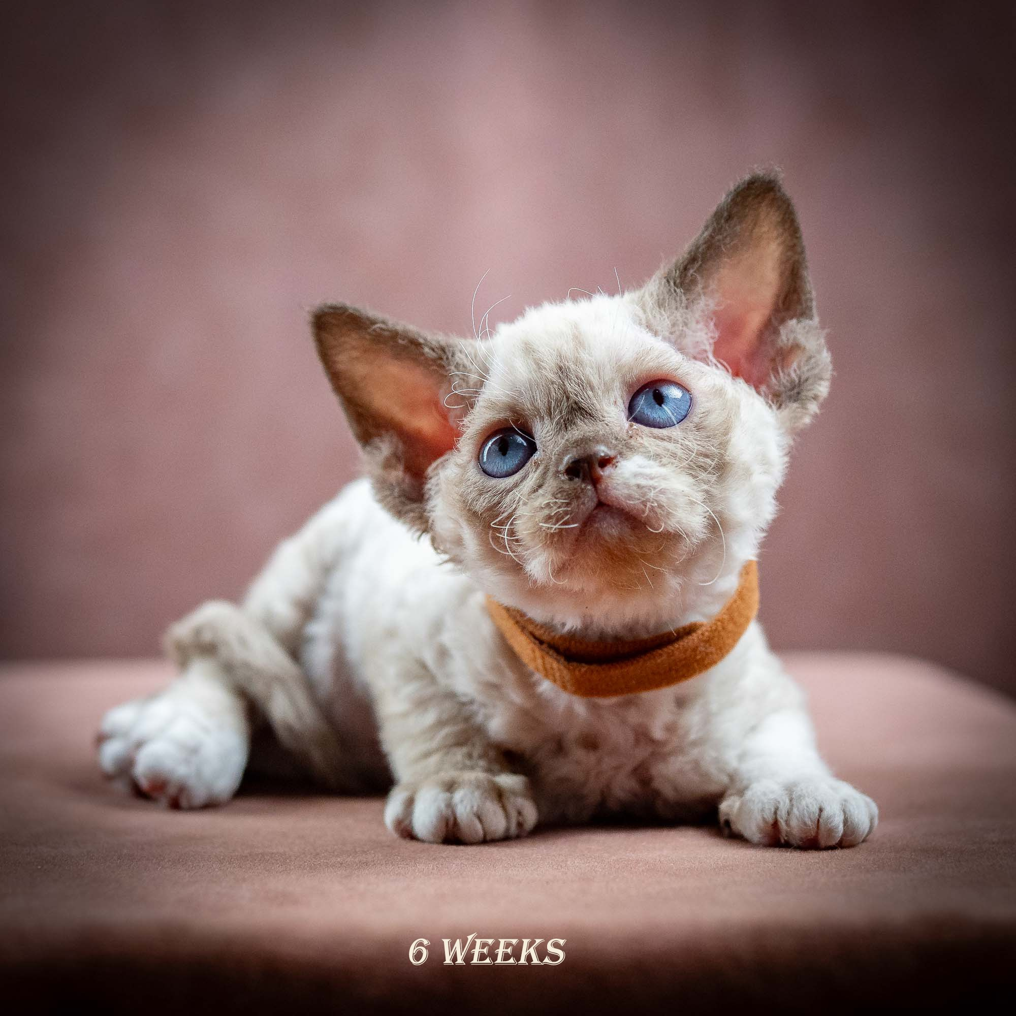 Indy, boy, born 06.01.2025. Devon Rex Pixie Cattery