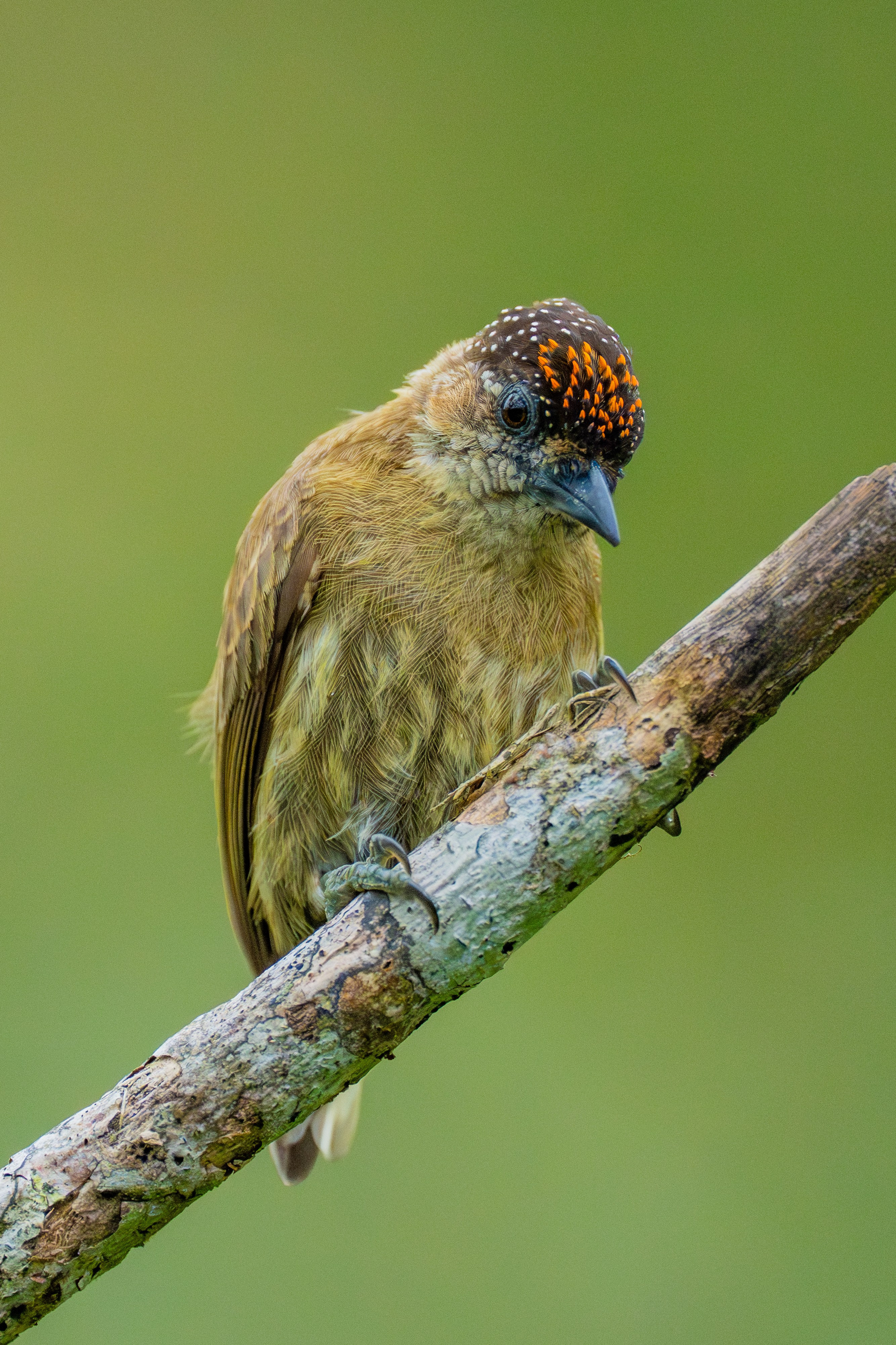 Carpinteros. Nature photographer Yuri Soria-Galvarro
