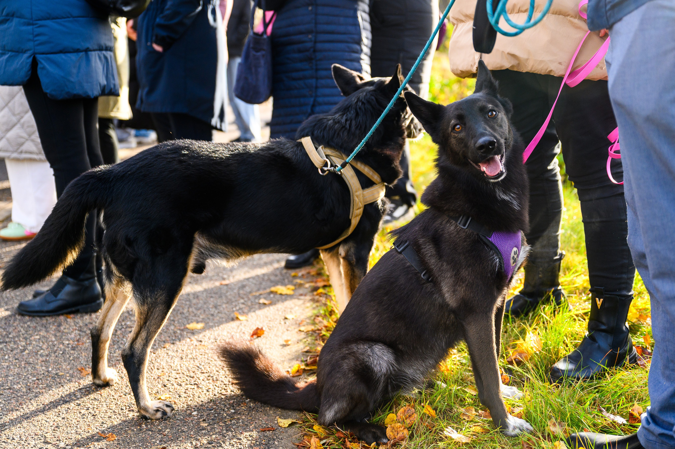 Rēzeknes dzīvnieku patversmes izglesnotās sienas atklāšana. Ritvars Pujats Emotion Photographer