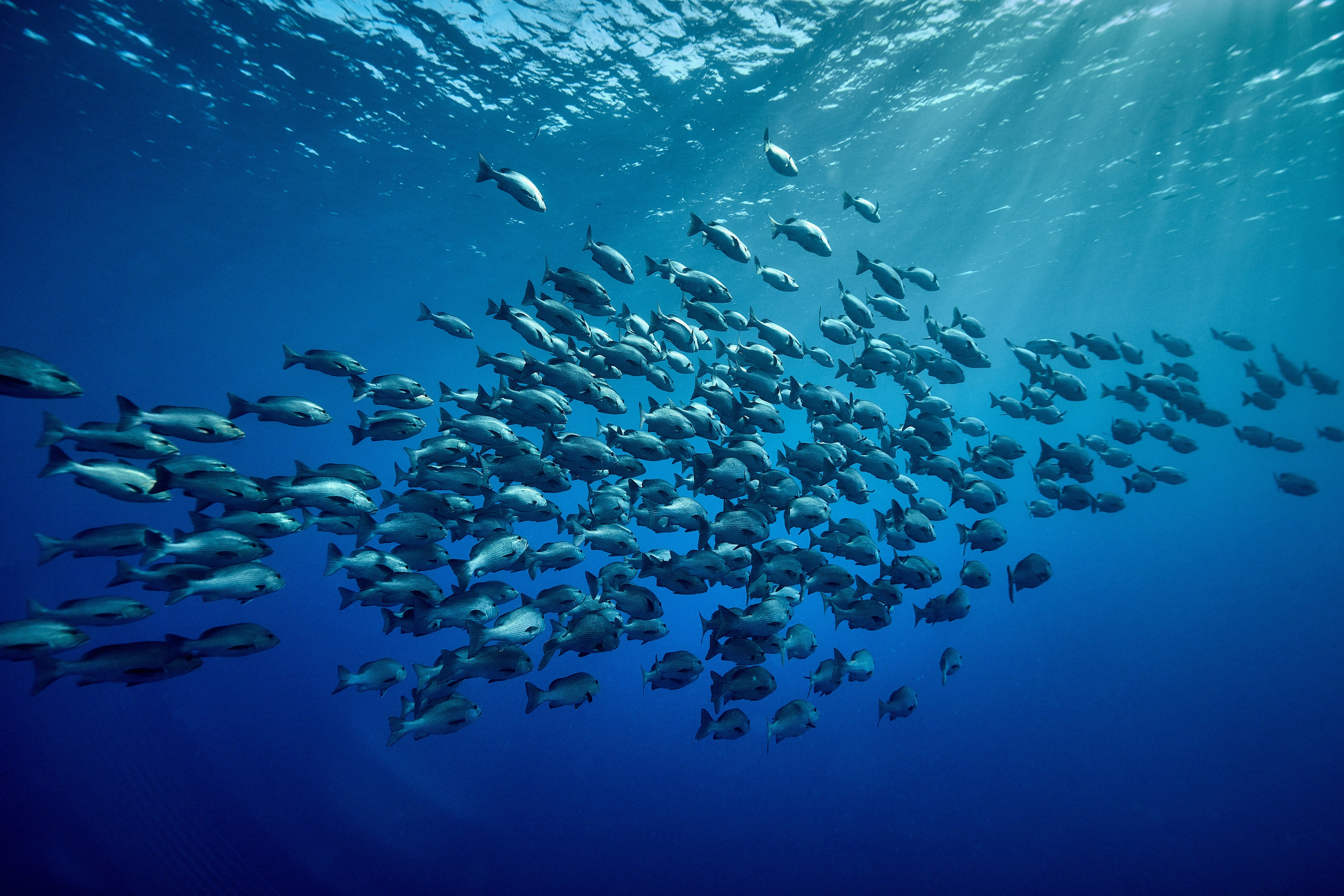 Mieszkańcy mórz. Andriej Szypilow — Photography & Videography