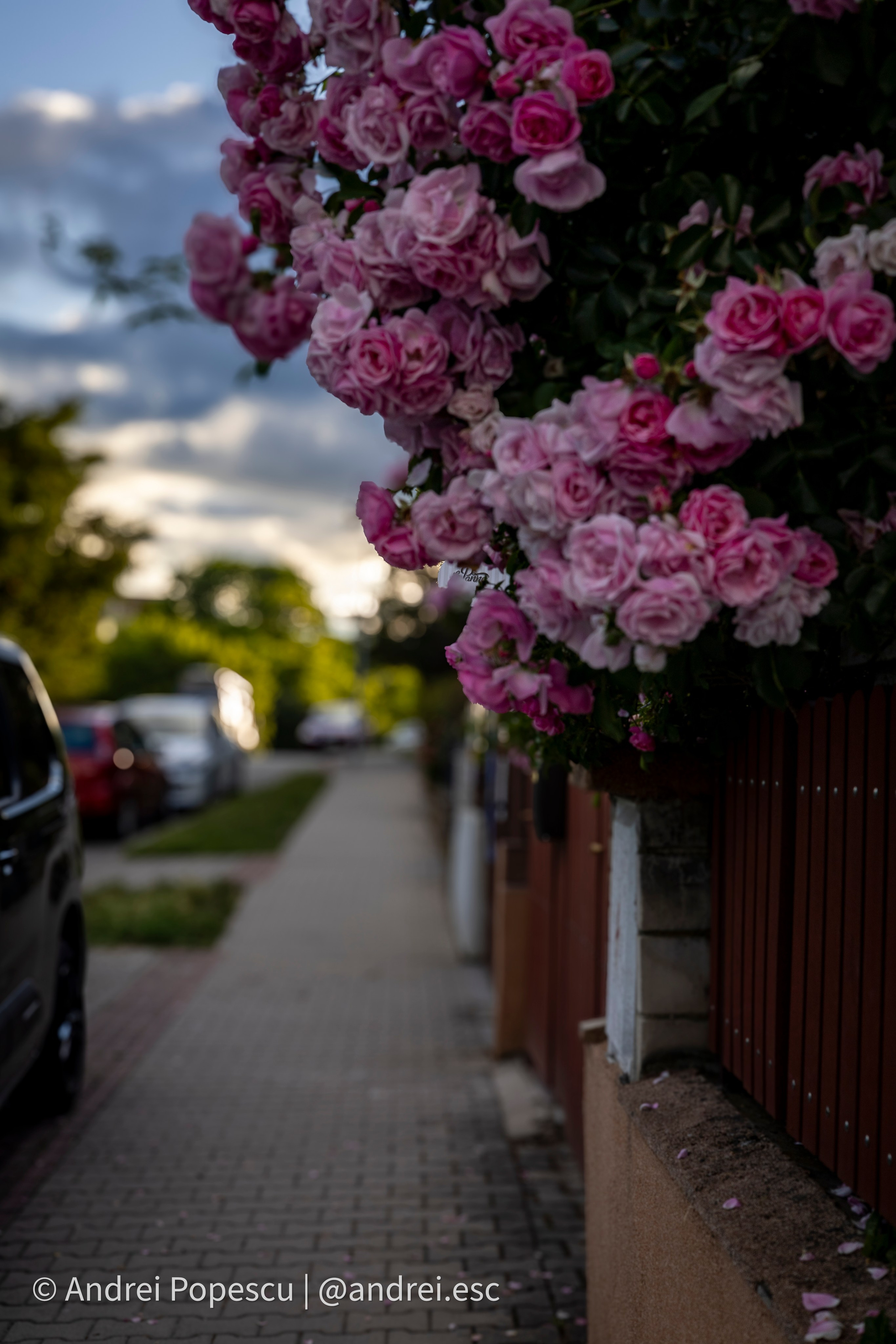 Flowers. Andrei Popescu Photography