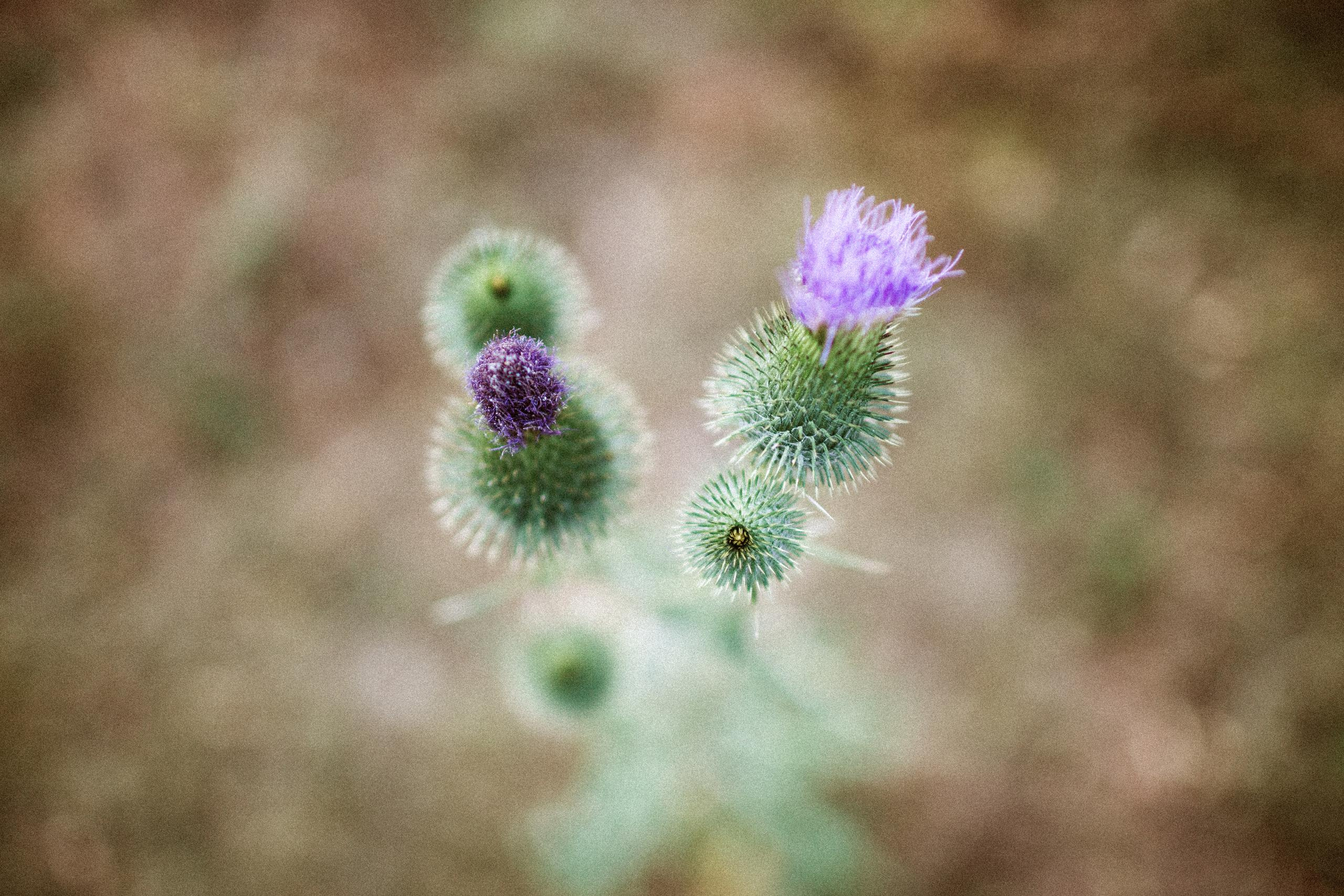 Осеннее путешествие в ущелье Шамси. Фотограф в Бишкеке Оксана Шувалова