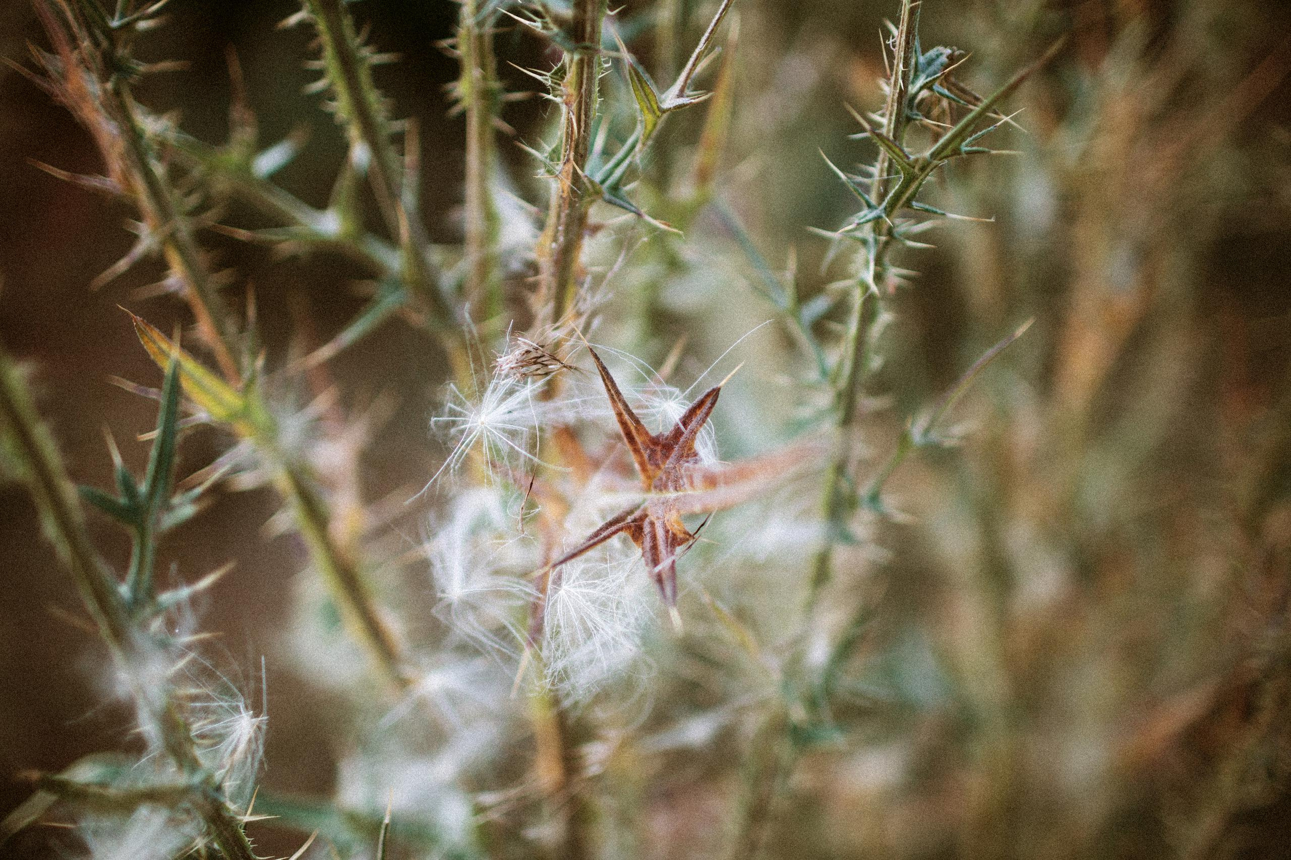 Осеннее путешествие в ущелье Шамси. Фотограф в Бишкеке Оксана Шувалова