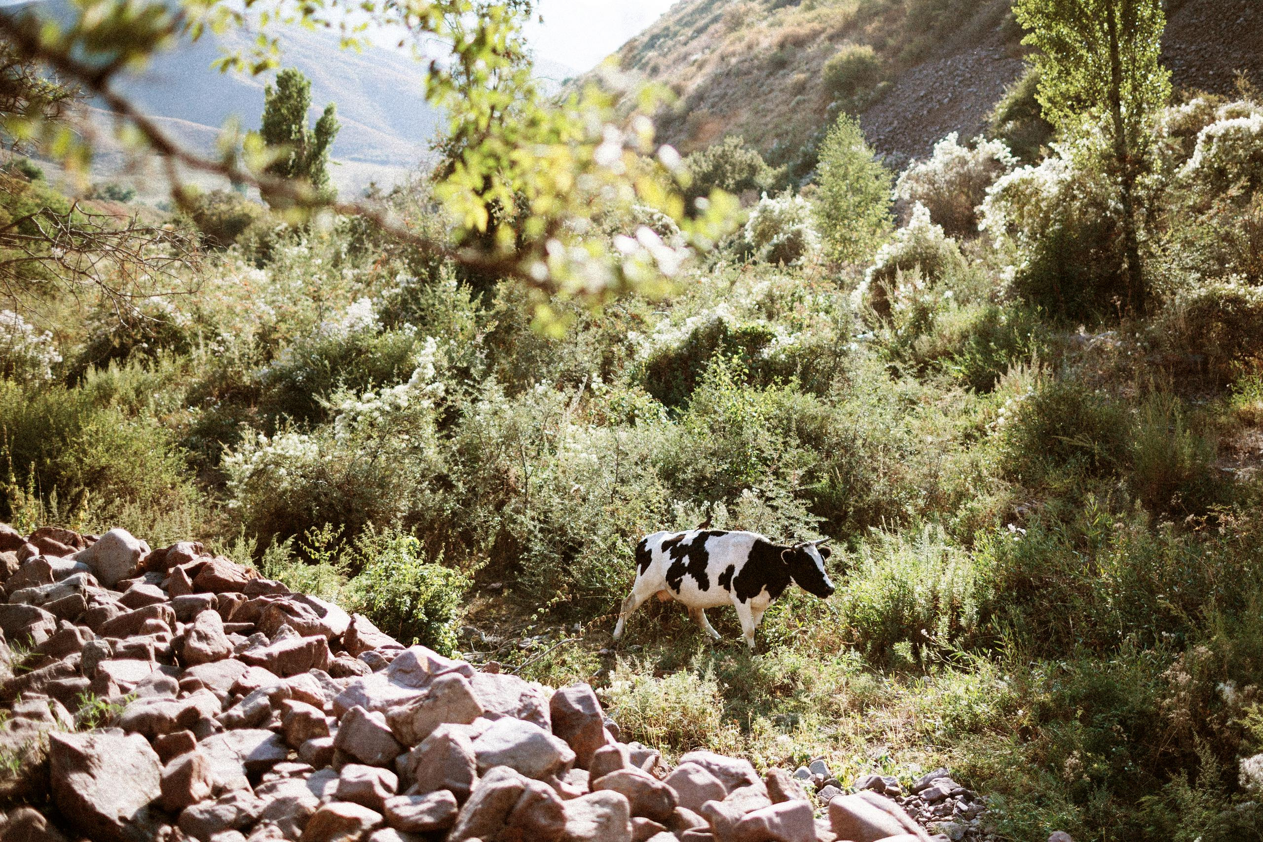 Осеннее путешествие в ущелье Шамси. Фотограф в Бишкеке Оксана Шувалова