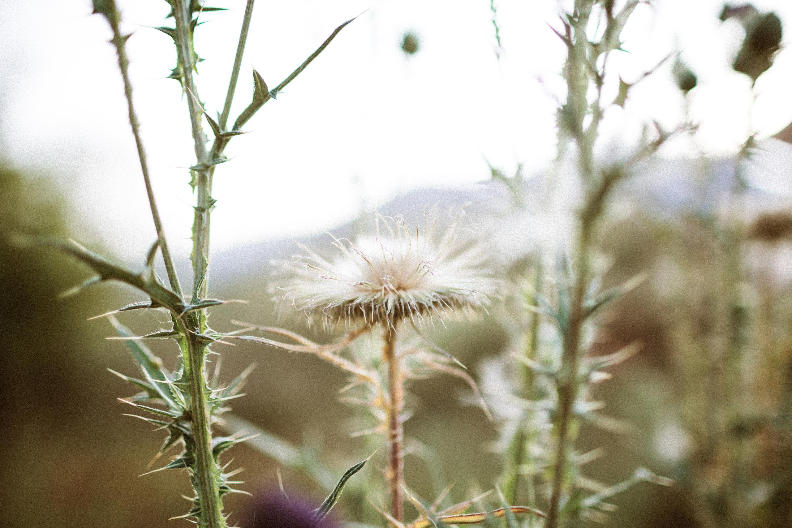 Осеннее путешествие в ущелье Шамси. Фотограф в Бишкеке Оксана Шувалова