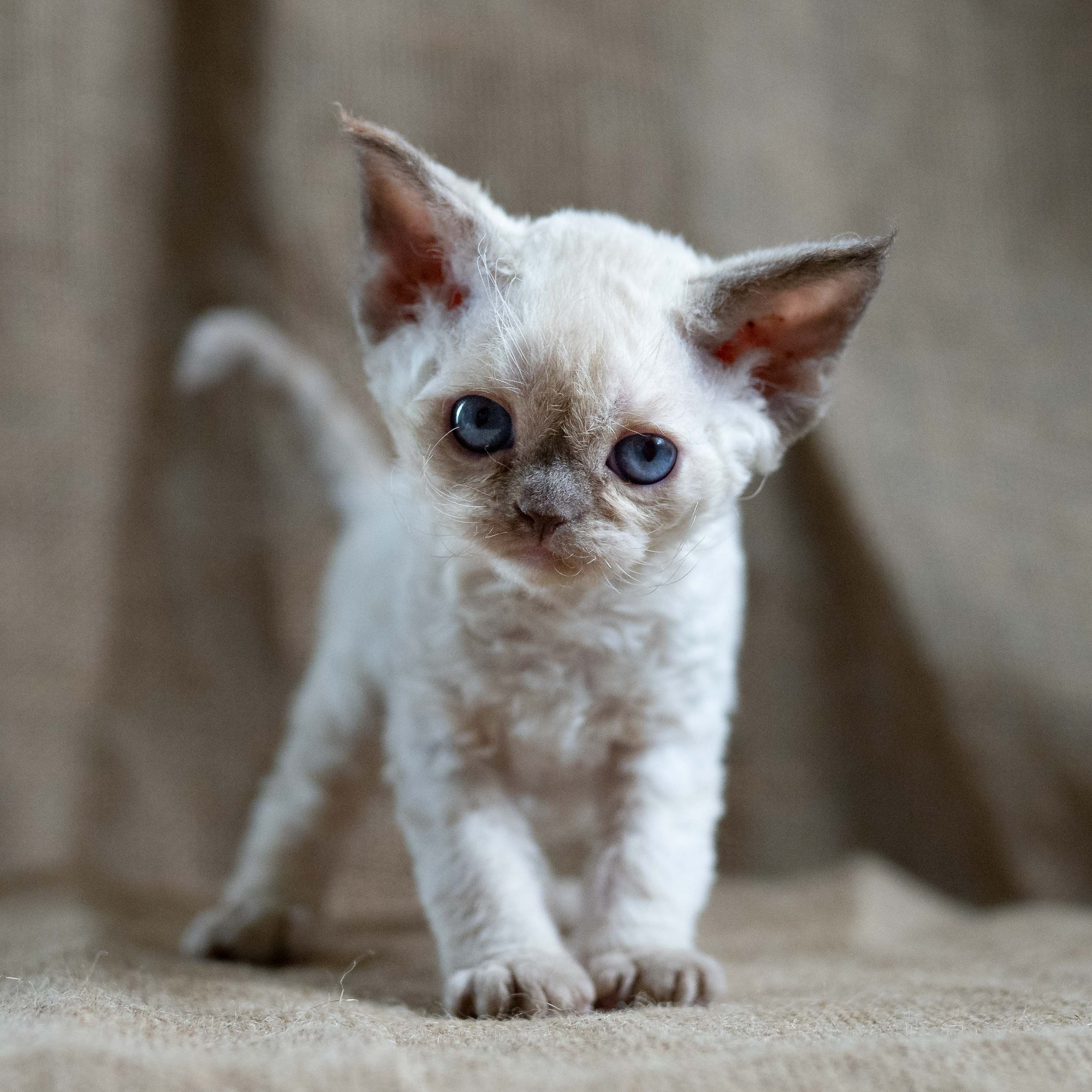 Luna, girl, born 12.20.2025. Devon Rex Pixie Cattery