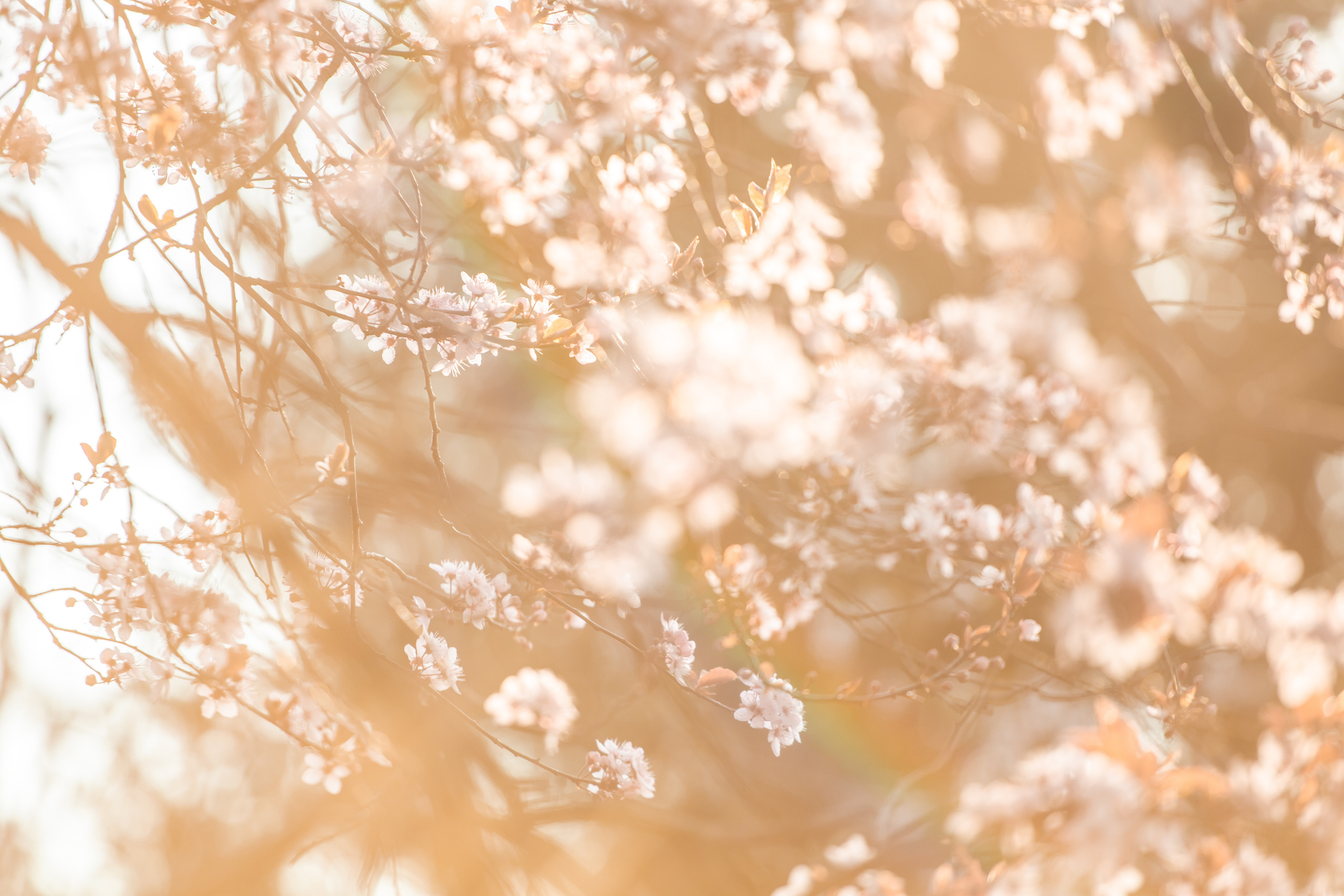Familien und Kinderfotografin in Mainz / Wiesbaden / Frankfurt am Main