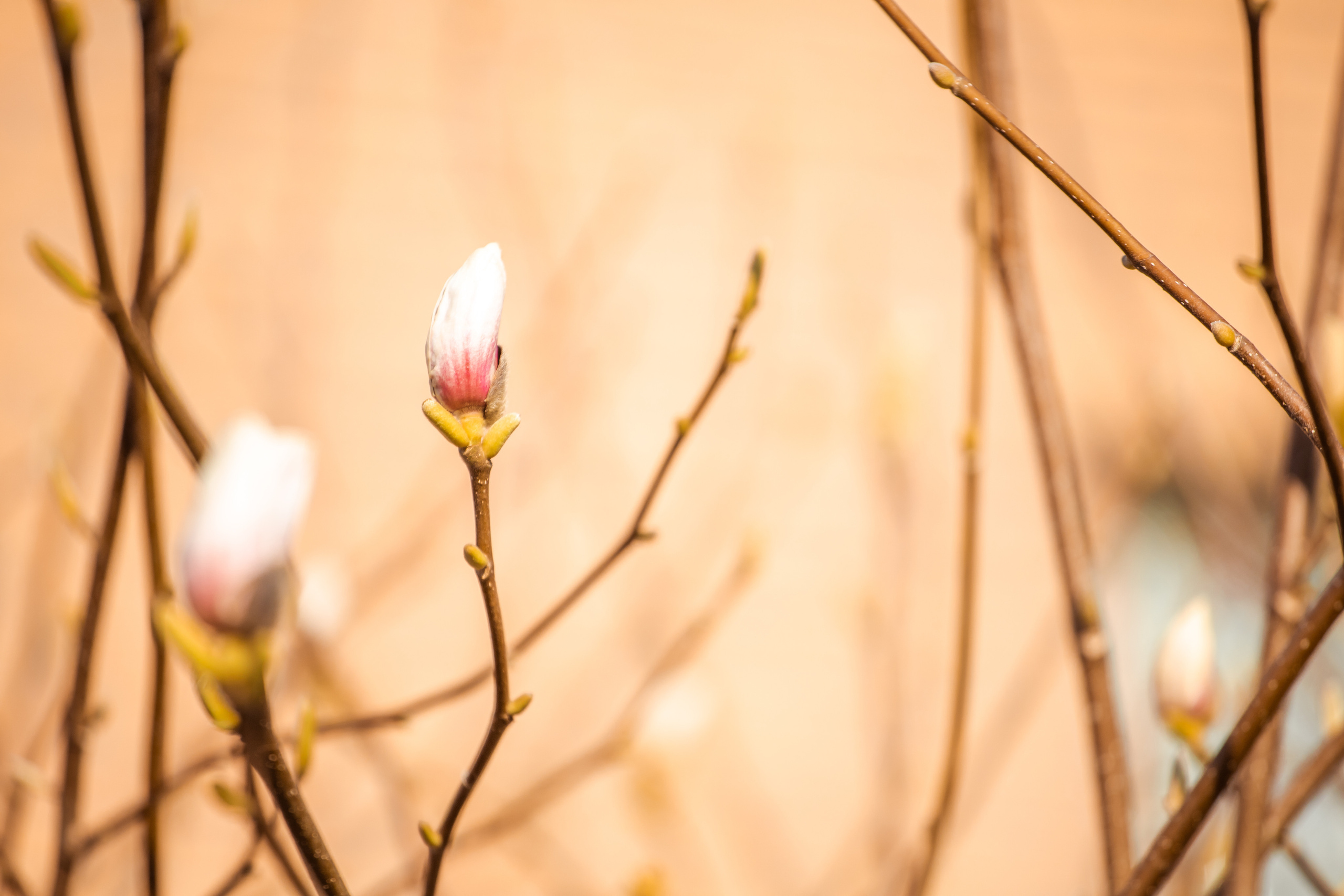 Familien und Kinderfotografin in Mainz / Wiesbaden / Frankfurt am Main