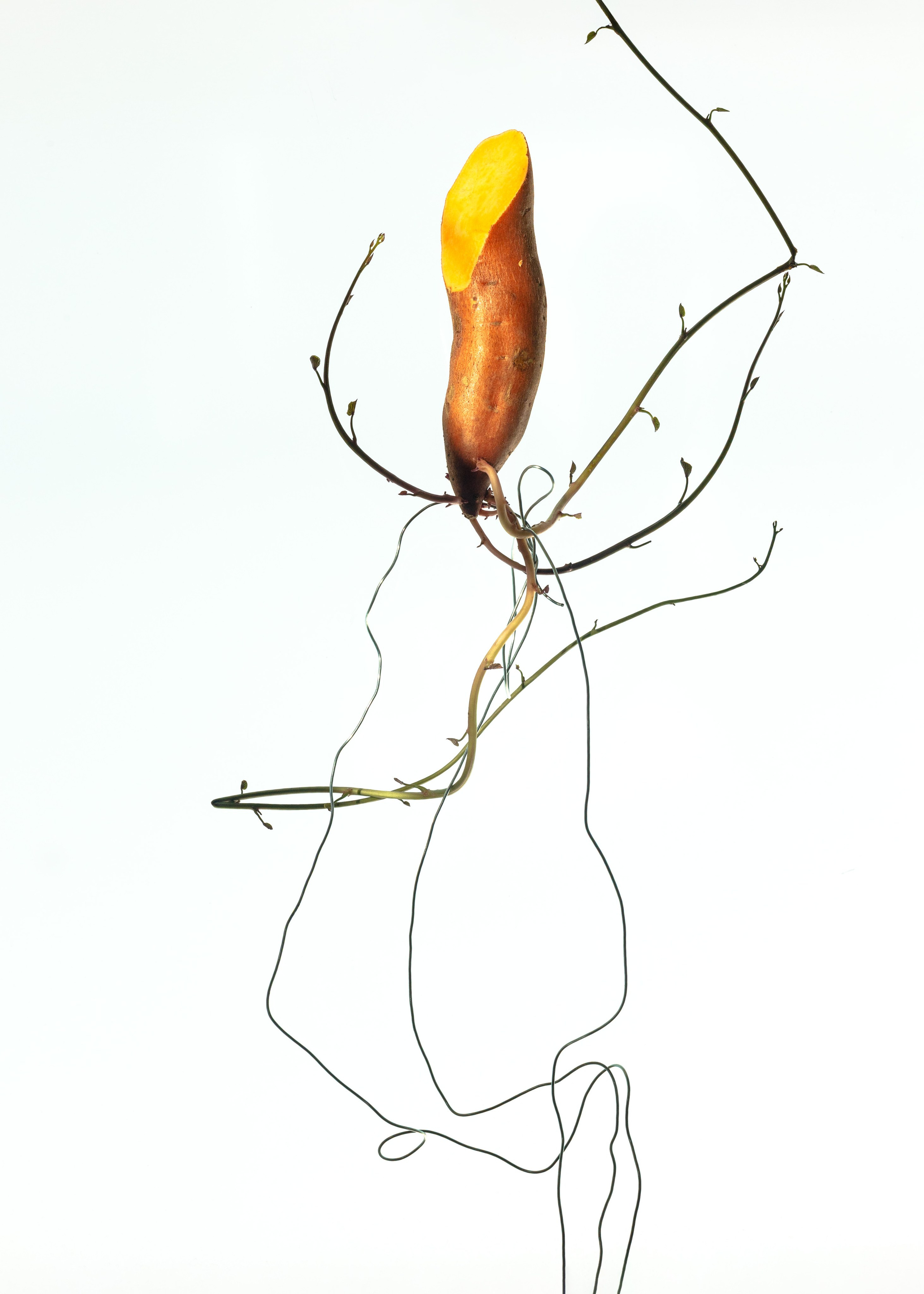 Tethered. Marina Tsaregorodtseva Fine Art photographer, London