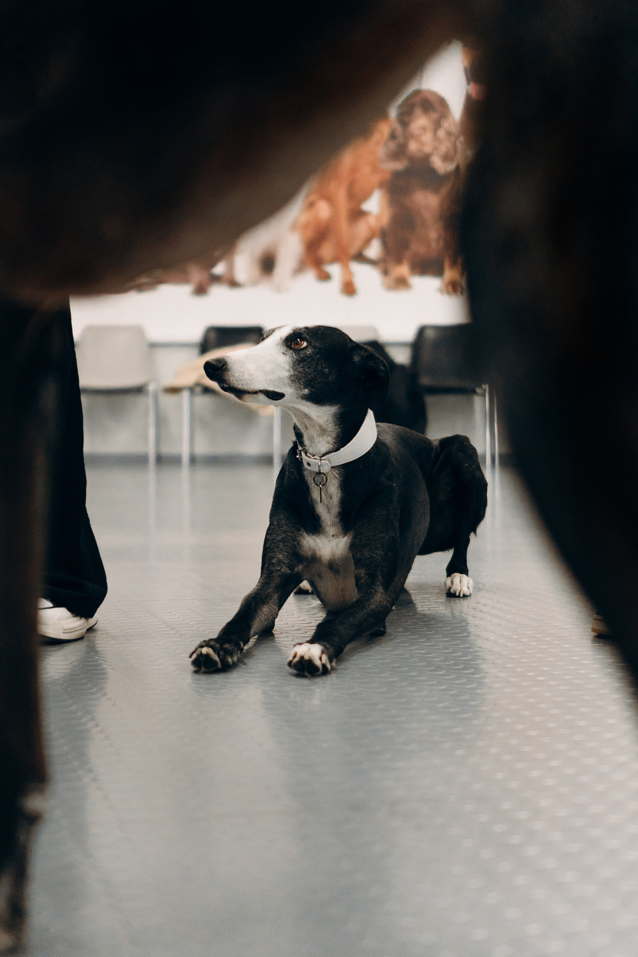 GalgoTreff / PetCity Rannamõisa, 13 apr. 2025. Kat Laisaar — Pet photographer in Tallinn