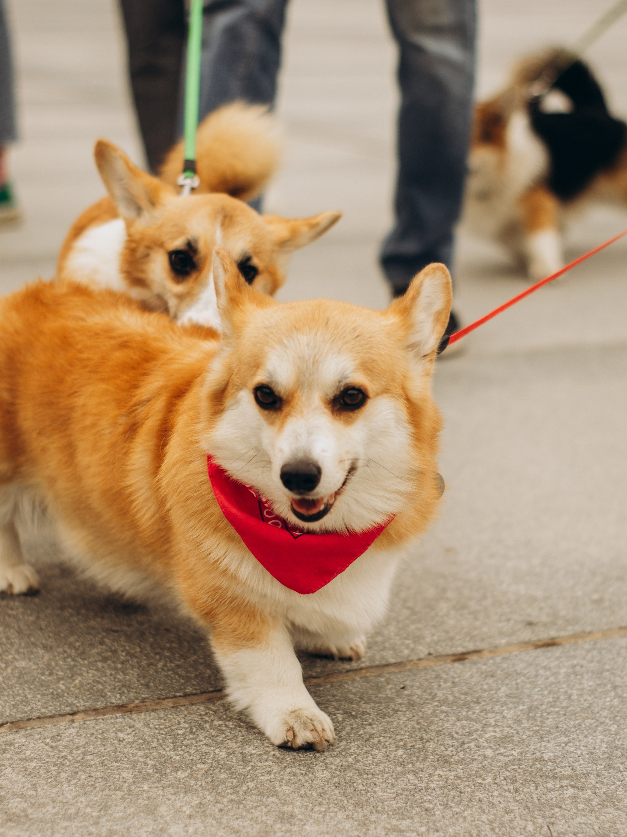 Corgi party, september. Kat Laisaar — Pet photographer in Tallinn