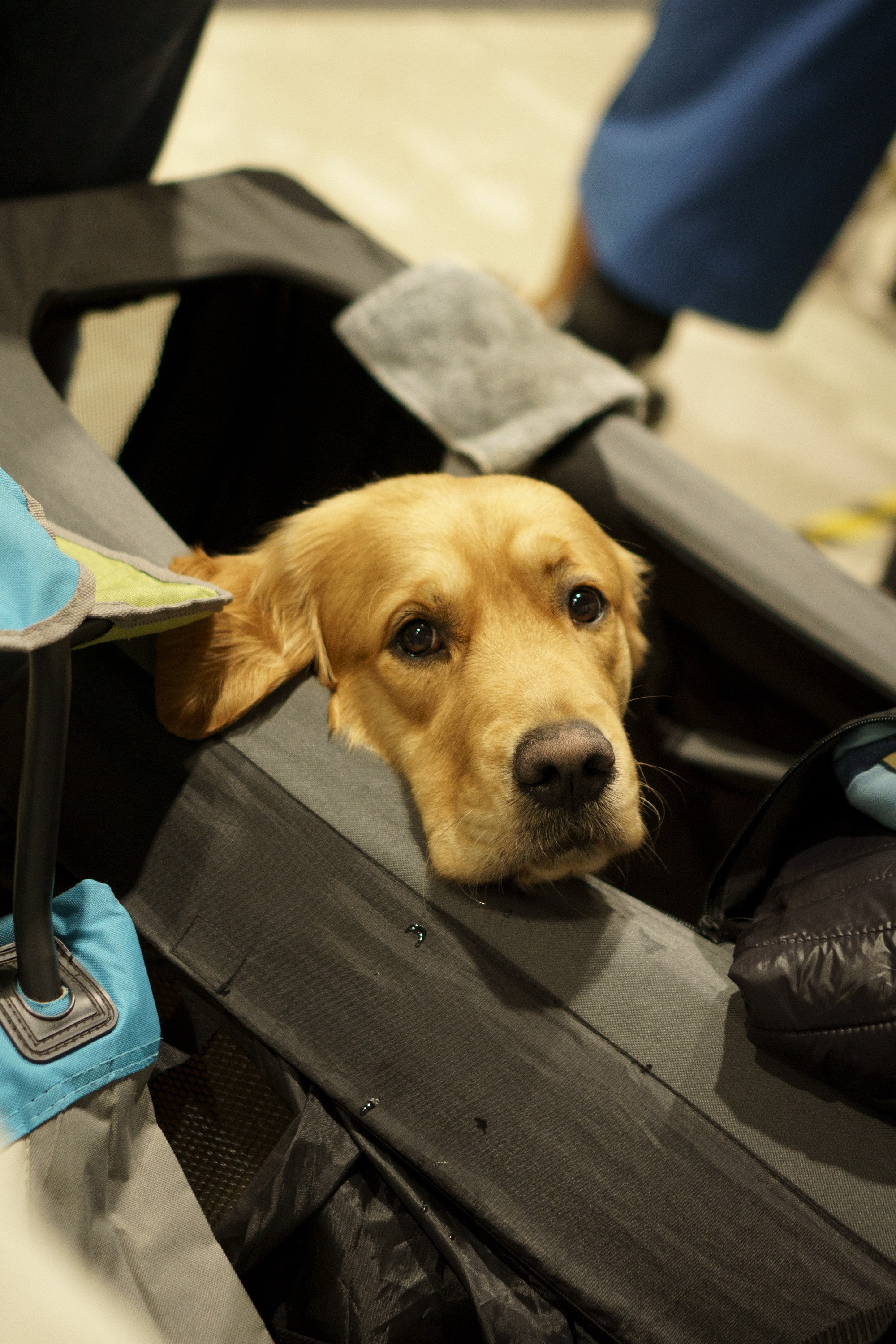 Tartu International Dog Show. Kat Laisaar — Pet photographer in Tallinn
