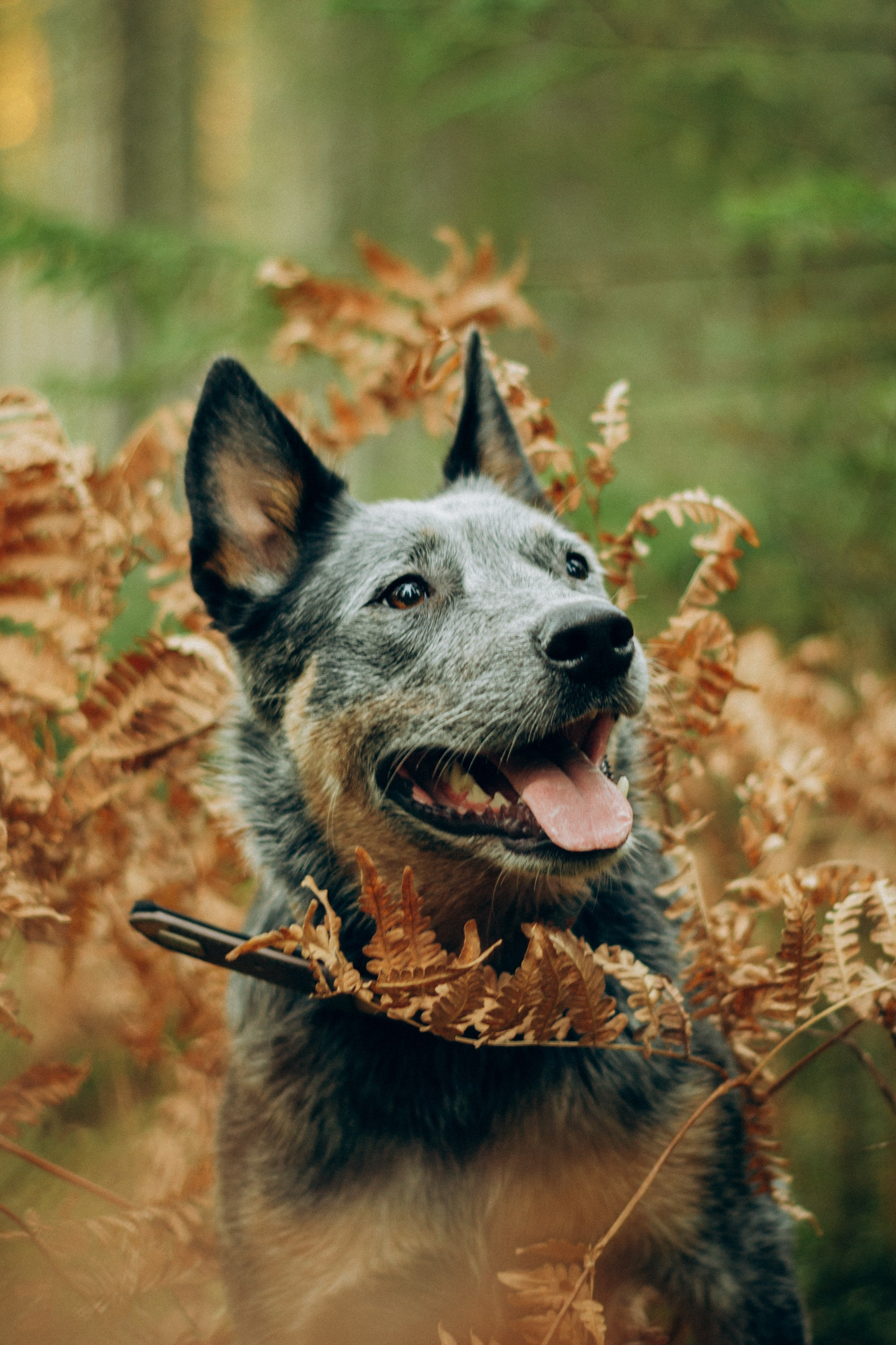 Polina and her Dakota, Blue Heeler. Kat Laisaar — Pet photographer in Tallinn
