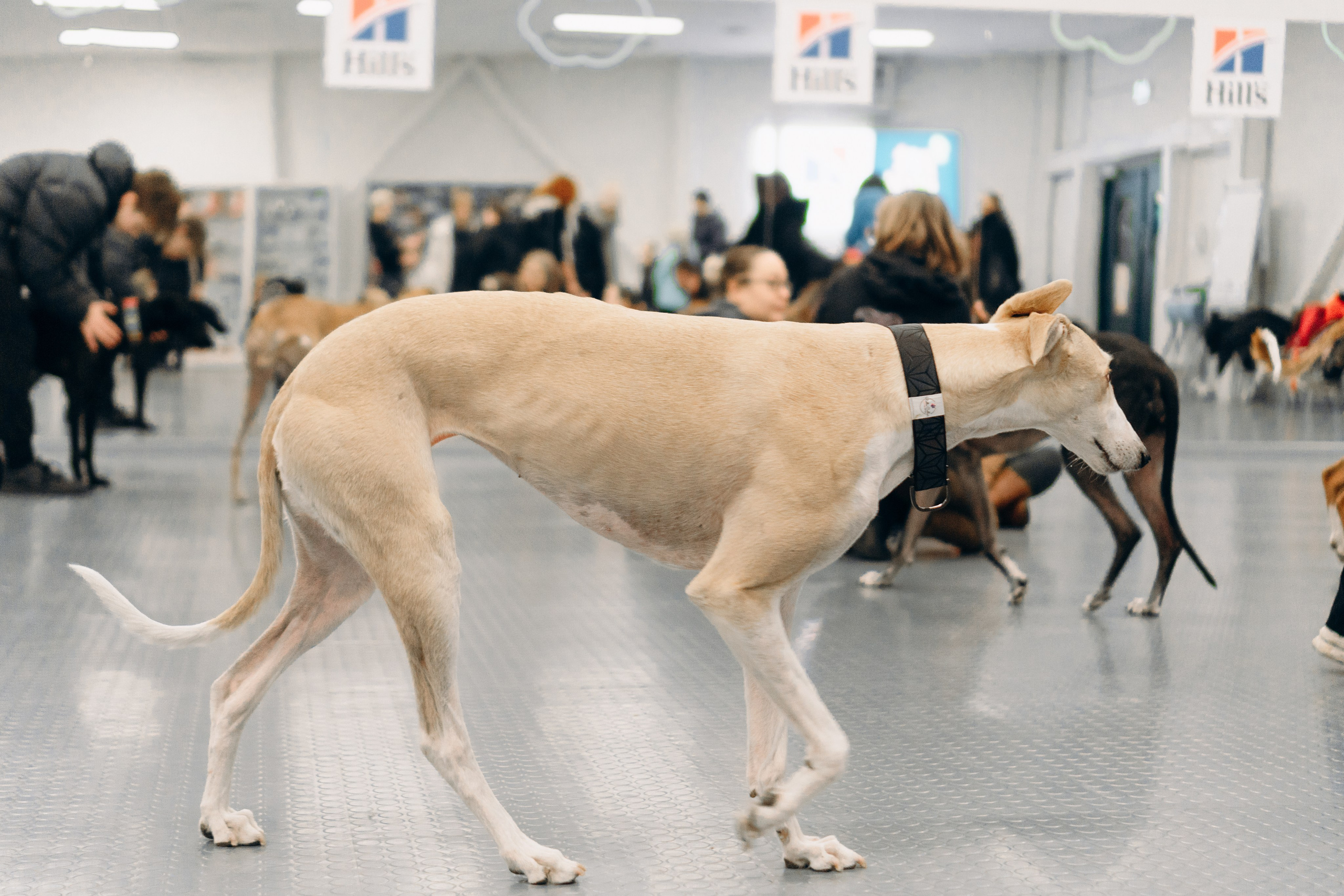 GalgoTreff / PetCity Rannamõisa, 13 apr. 2025. Kat Laisaar — Pet photographer in Tallinn