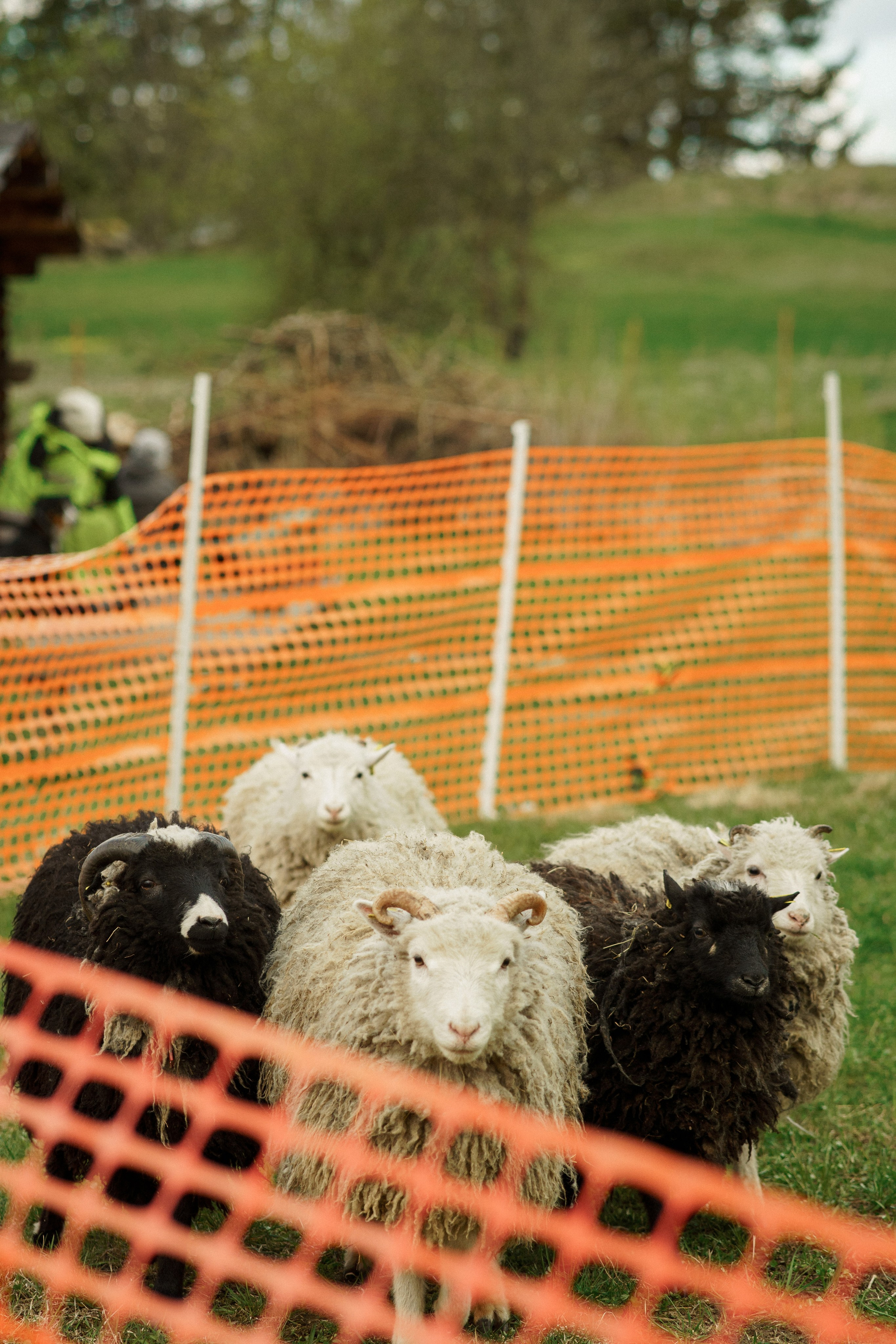 Herding Days, 26 apr. 2025. Kat Laisaar — Pet photographer in Tallinn