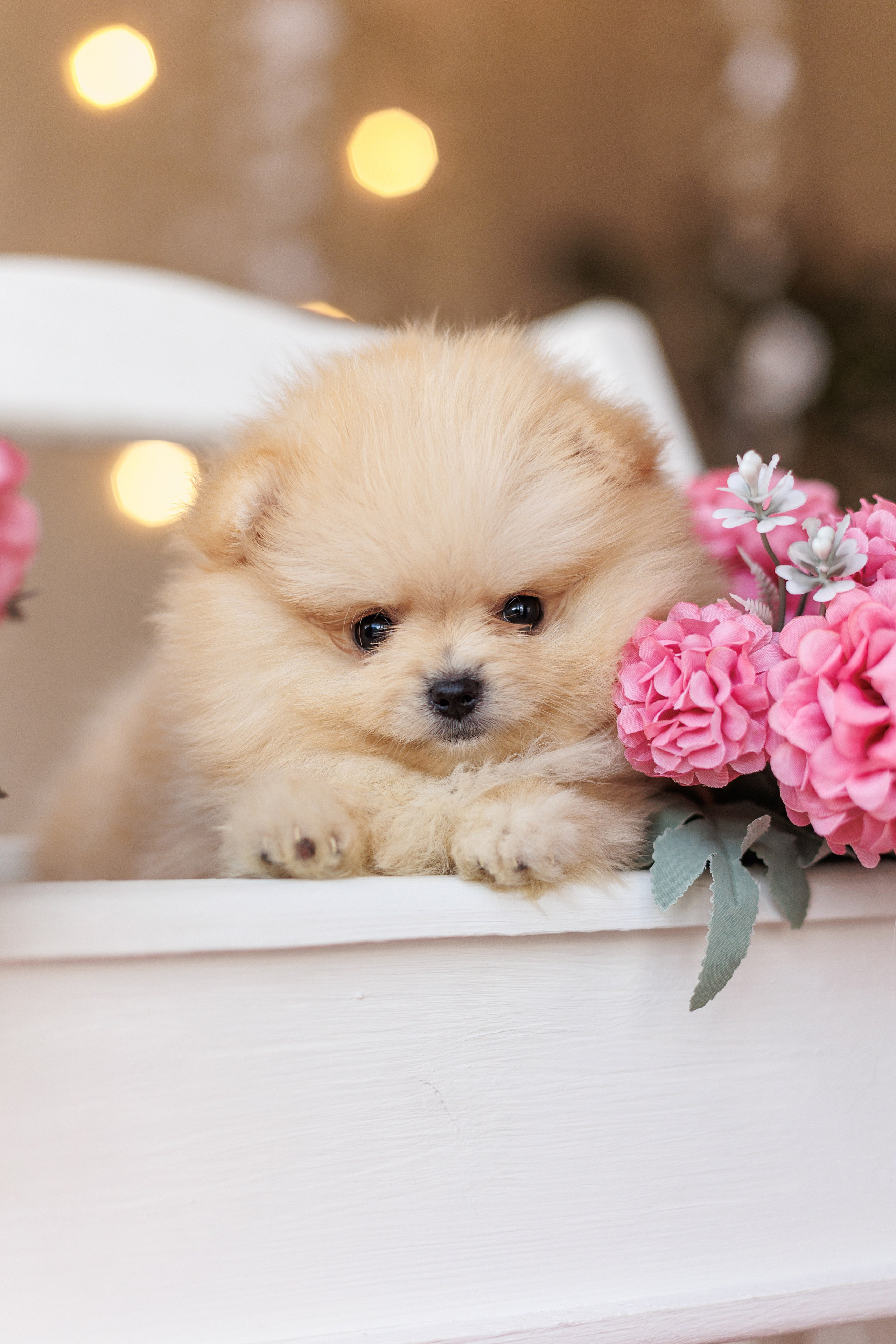 Pomeranian puppies. Семейный фотограф в Кишинёве Пулькина Ольга