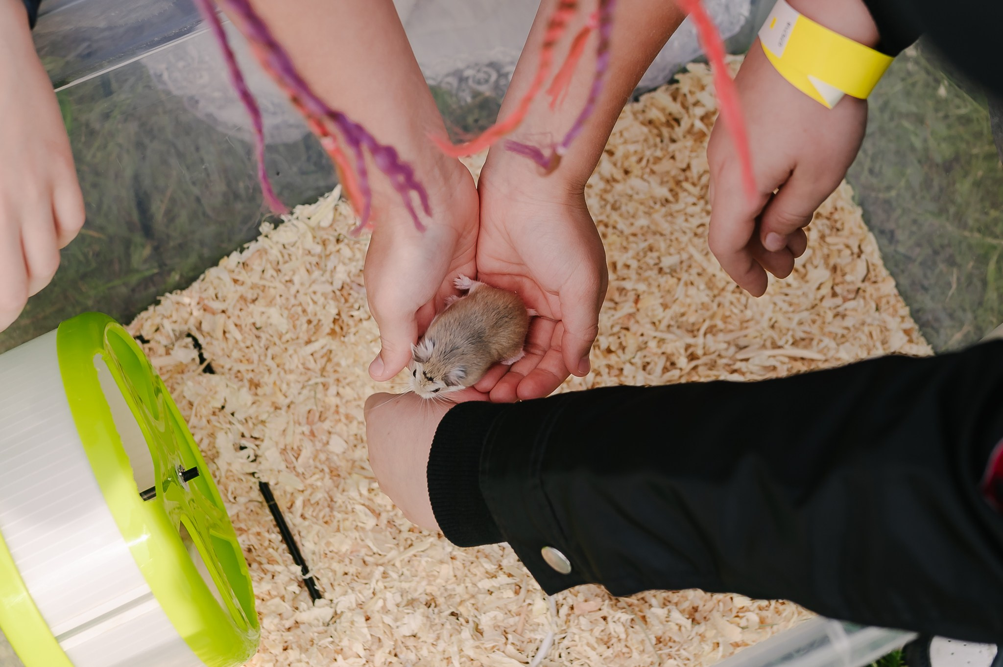 Saulė virė | Laimės festivalis. Rokas Baranauskas fotografija