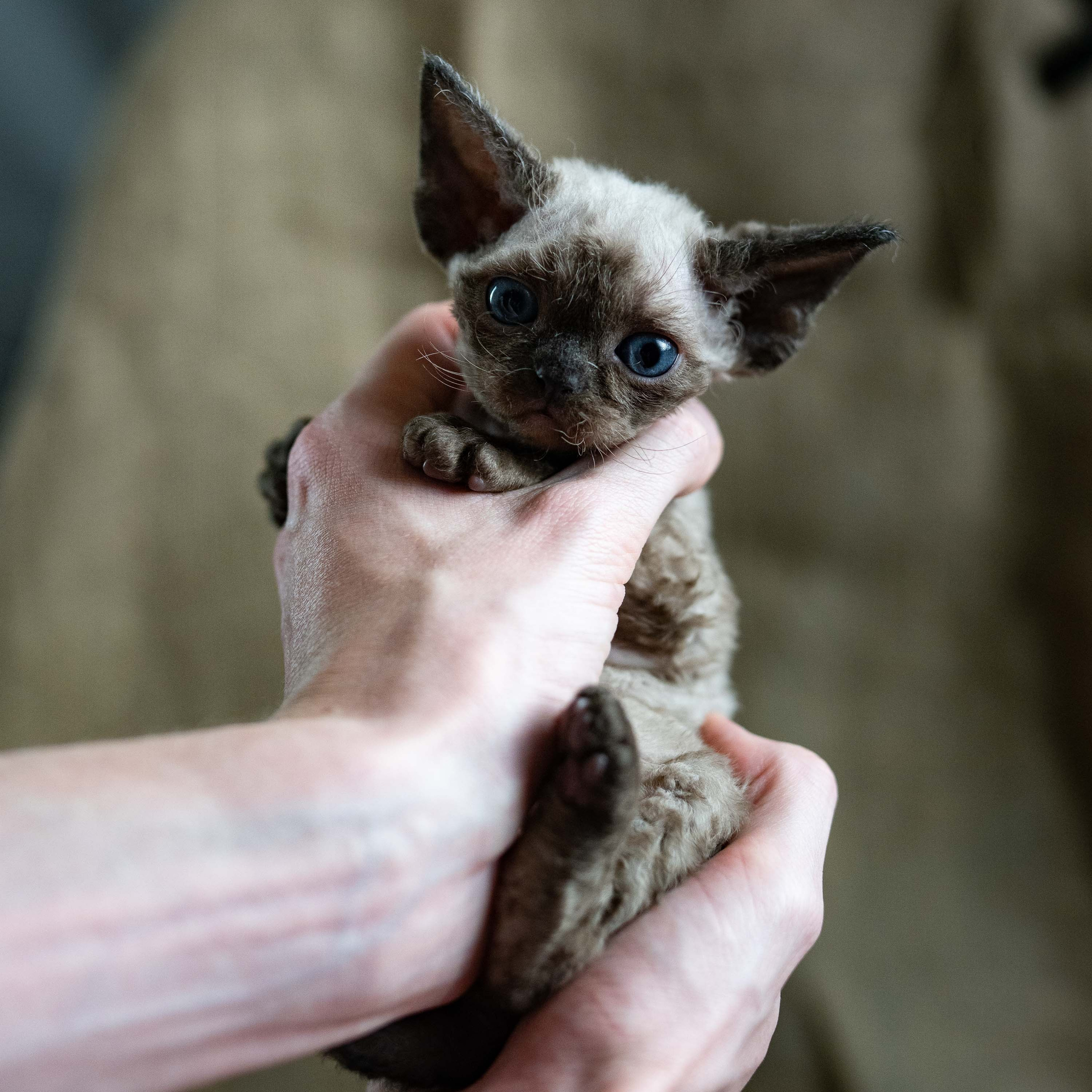 Leo, boy, born 12.20.2025. Devon Rex Pixie Cattery