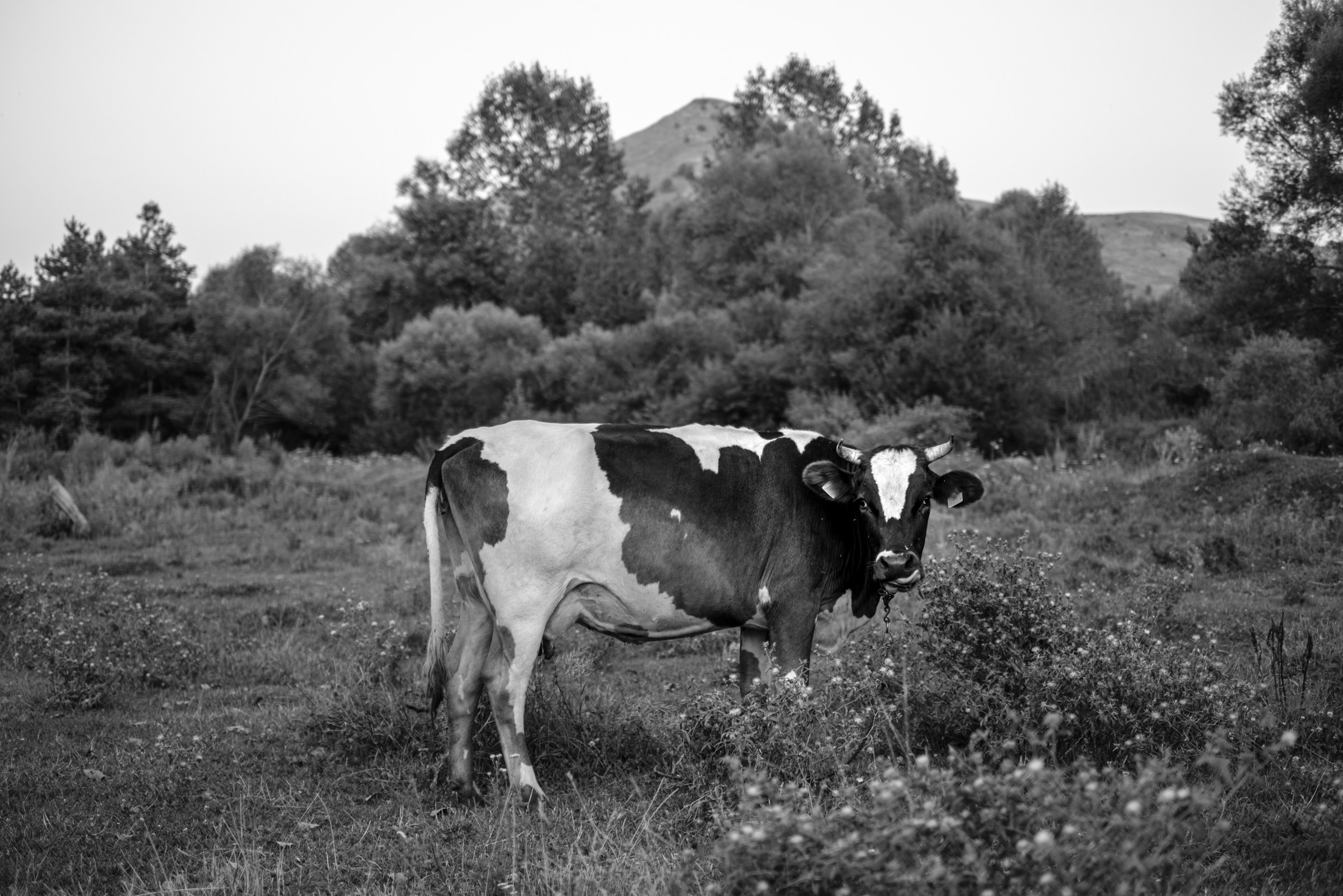 EARTH & SONG Vardablur, 2025. Areg Balayan — Photographer/Visual Artist