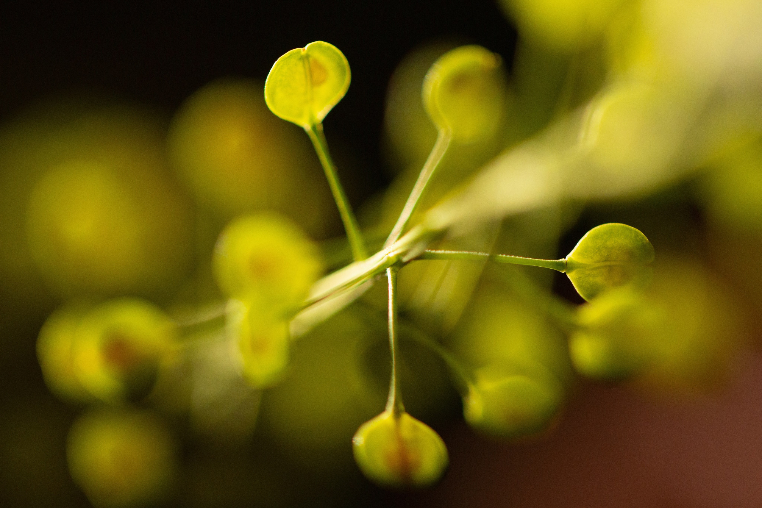 Macro shot of a small green plant or flower buds against black background, emphasizing freshness and organic form
