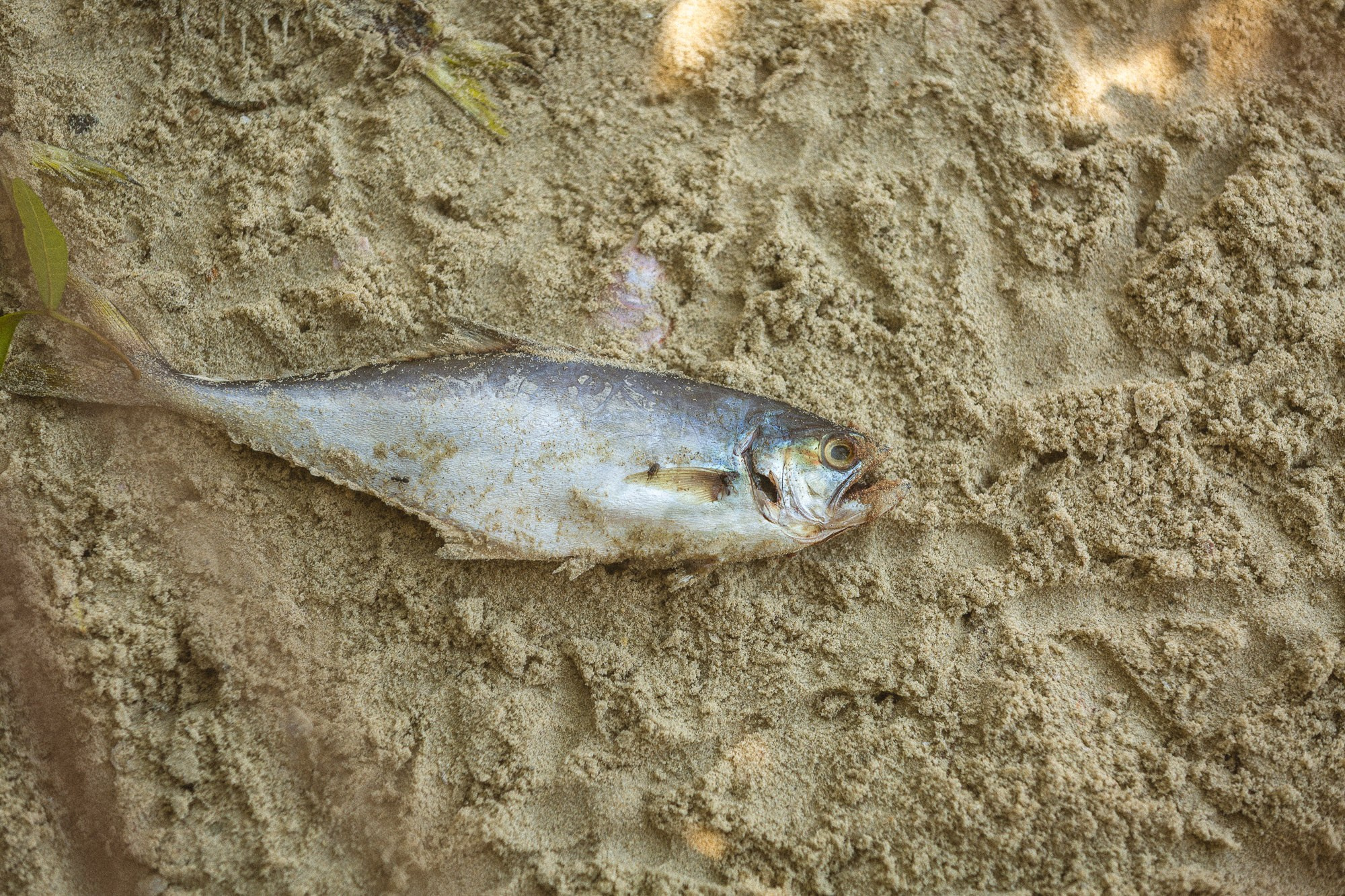 Linha D'água. Fotógrafo de casamentos em Florianópolis