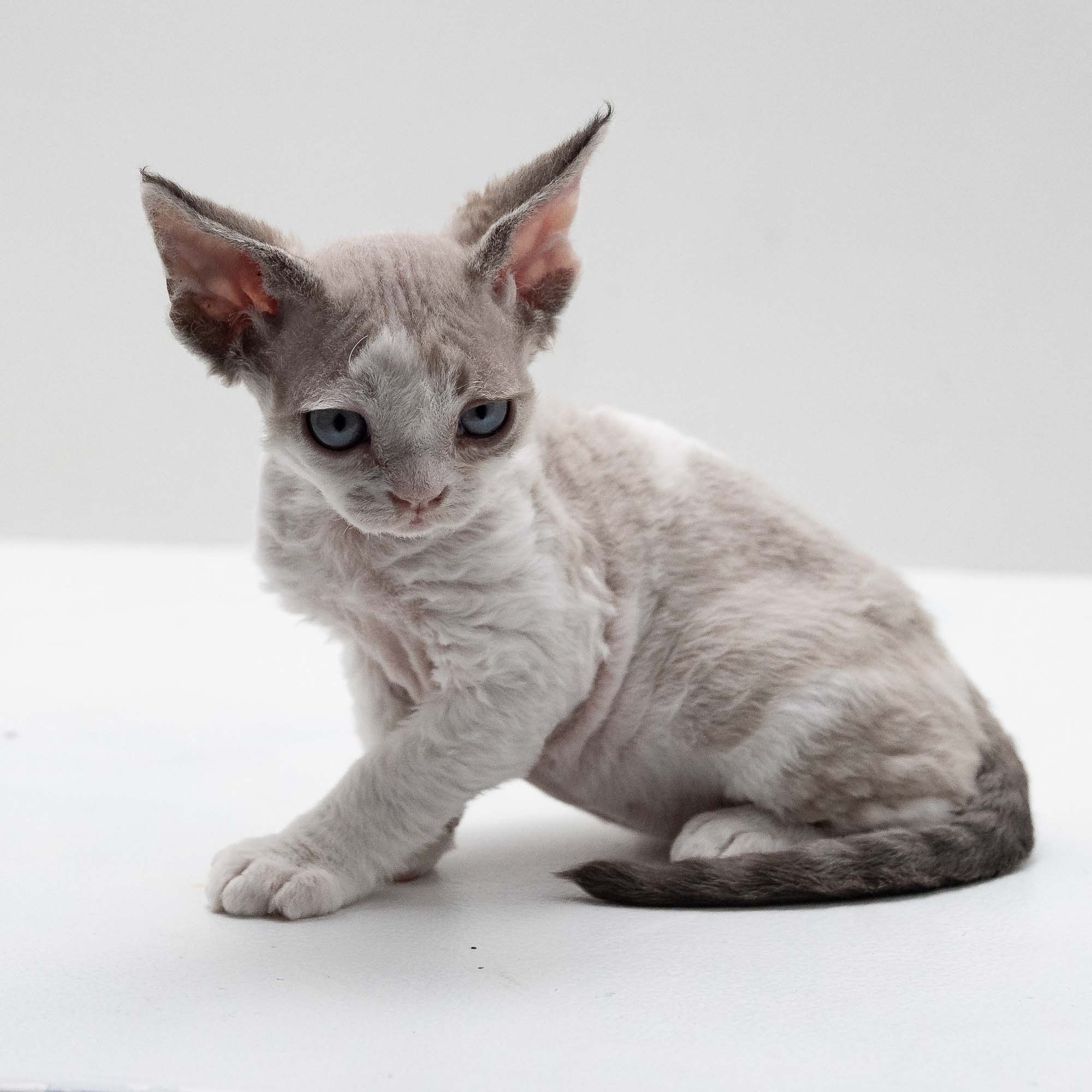 Frodo, boy, born on 01.01.25. Devon Rex Pixie Cattery
