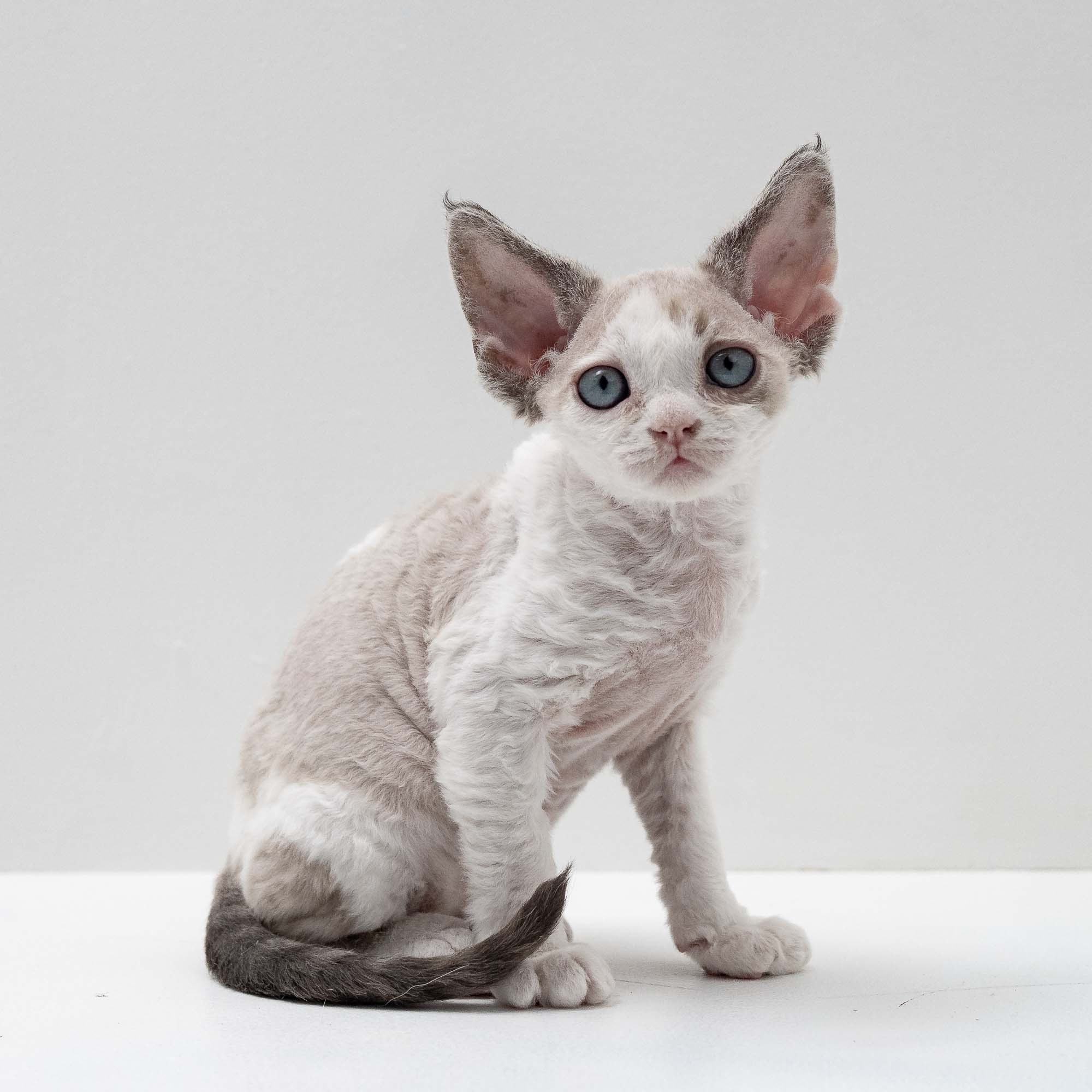 Frodo, boy, born on 01.01.25. Devon Rex Pixie Cattery