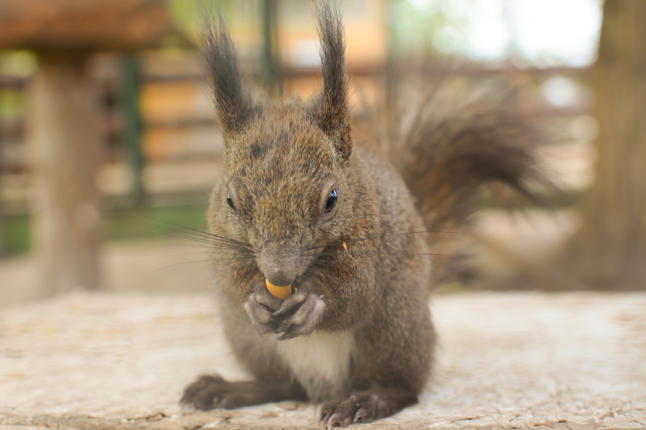 ~Animale si alte vietati~. Andreea Ivan art-Fotograf Constanta, Fotograf profesionist Constanta, Fotograf de nunta Constanta, botez, sedinte foto cu tematica, portret