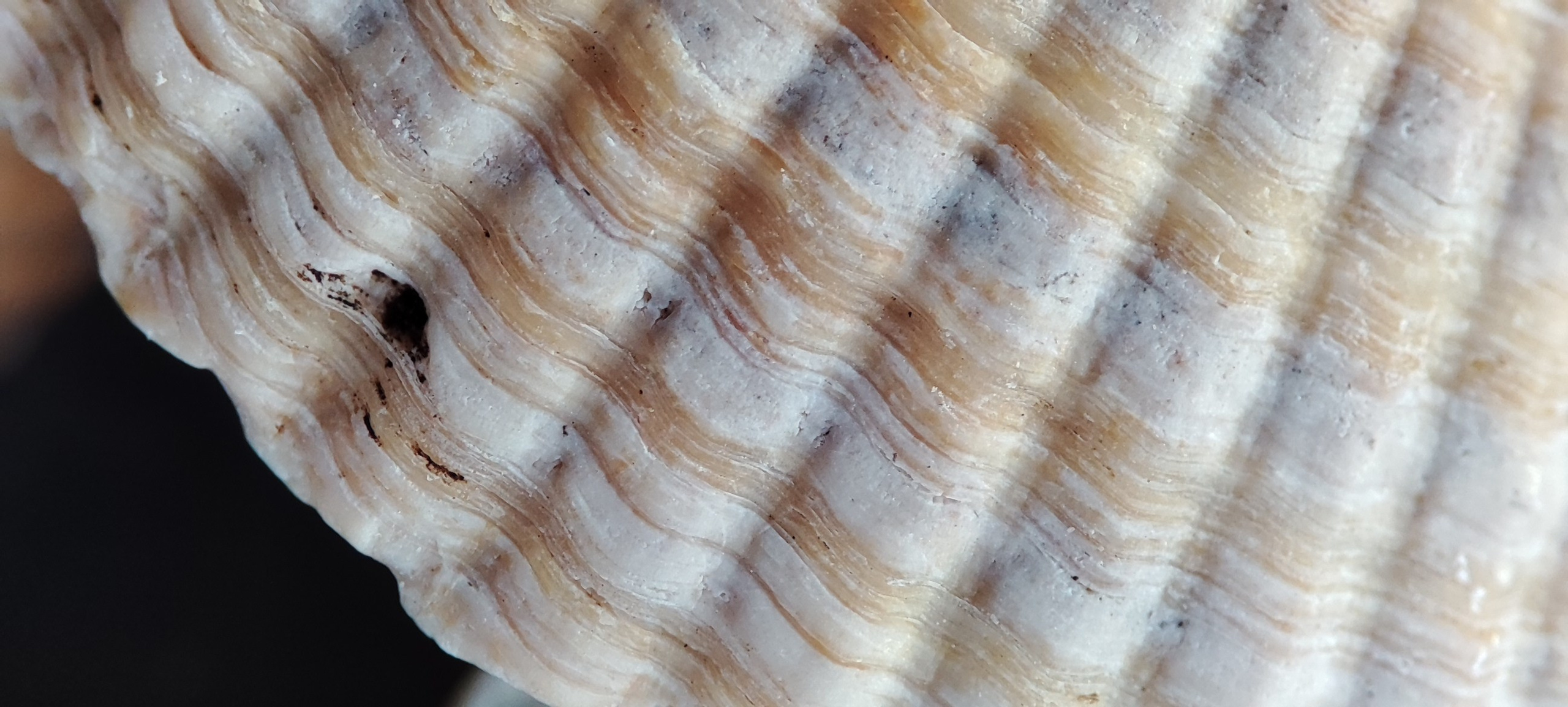 Fotografie Macro~ Close up. Andreea Ivan art-Fotograf Constanta, Fotograf profesionist Constanta, Fotograf de nunta Constanta, botez, sedinte foto cu tematica, portret