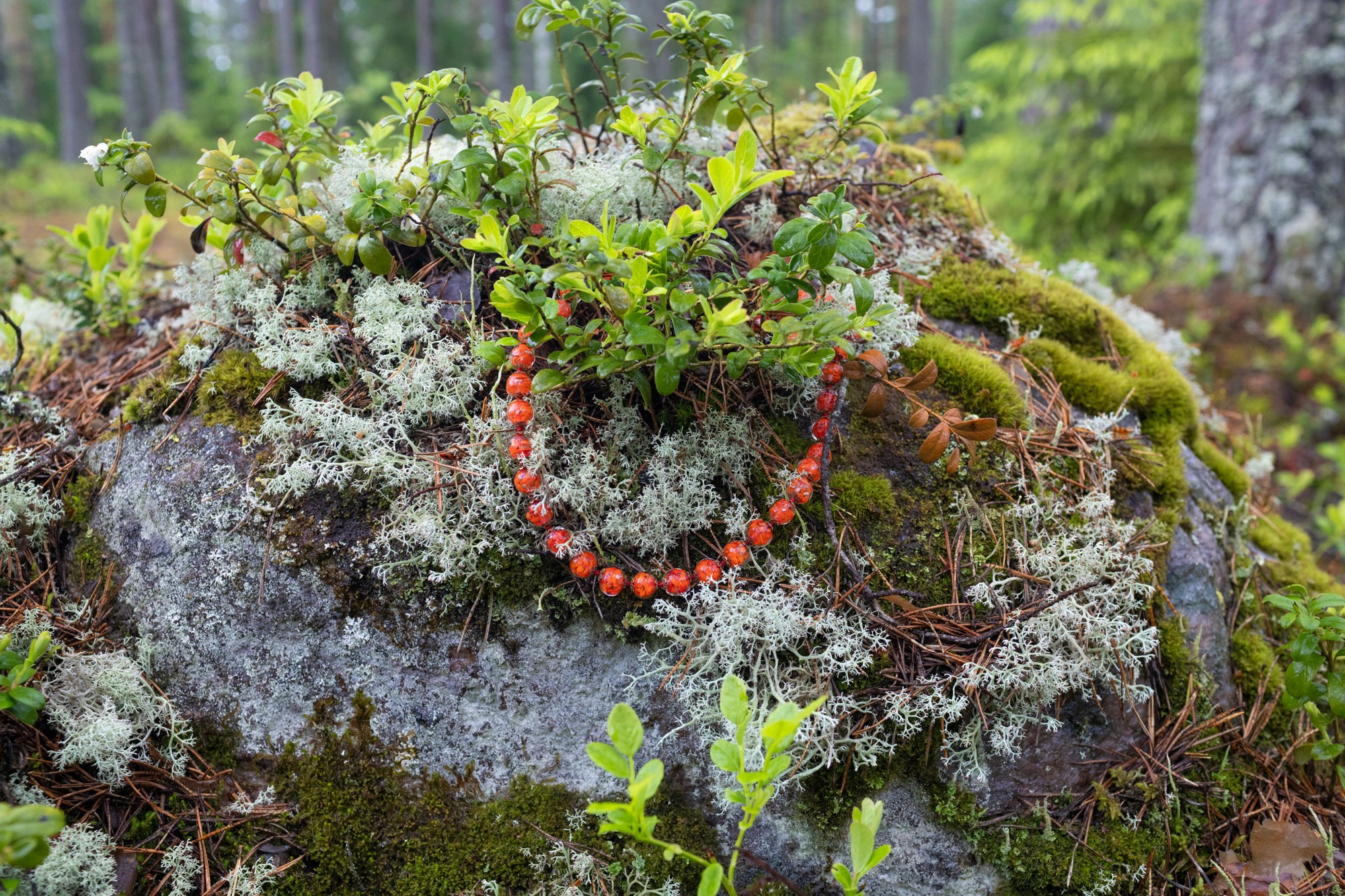 Портфолио. Оксана Жила, Фотограф, визуальный артист, Финляндия