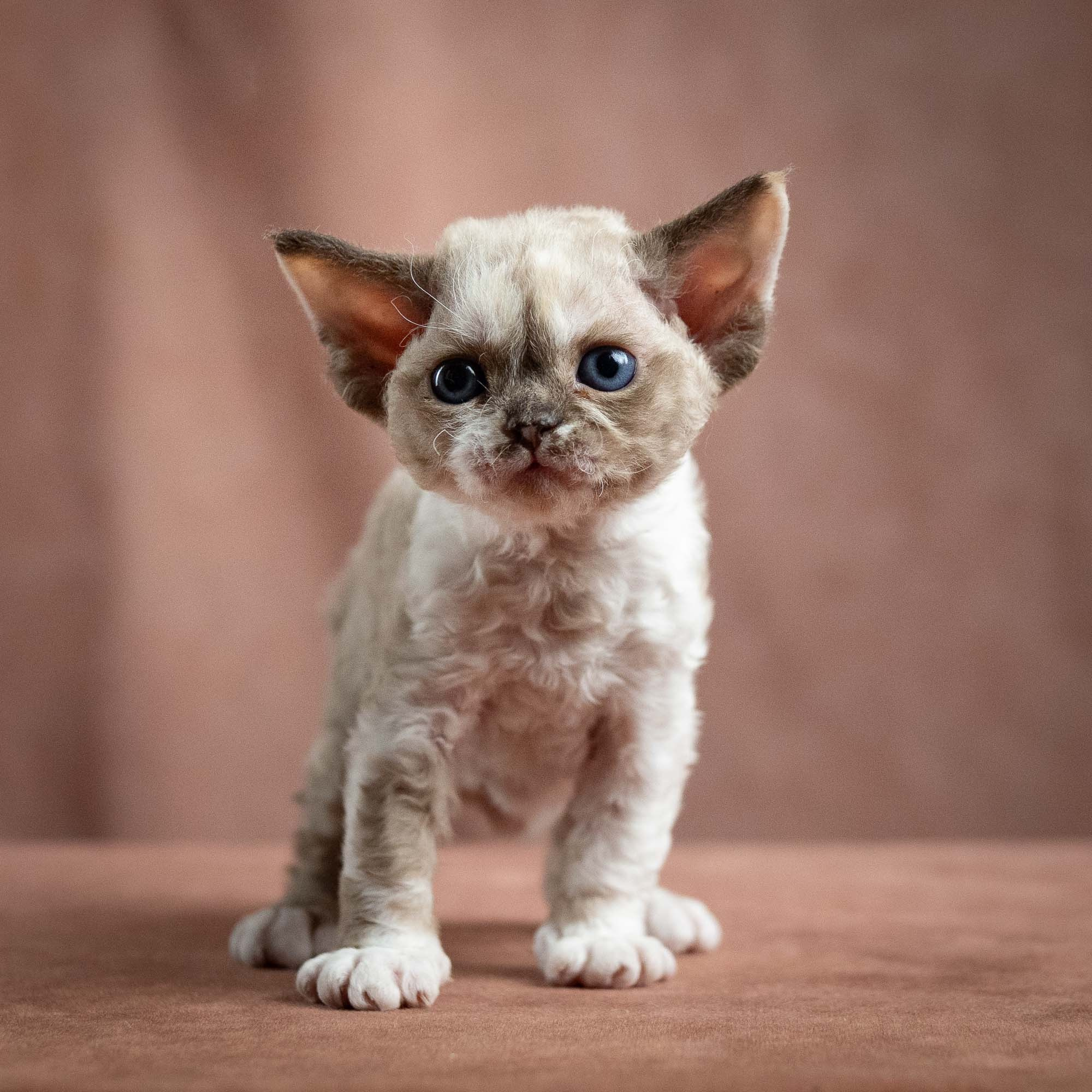 Thalia, girl, born 01.17.26. Devon Rex Pixie Cattery