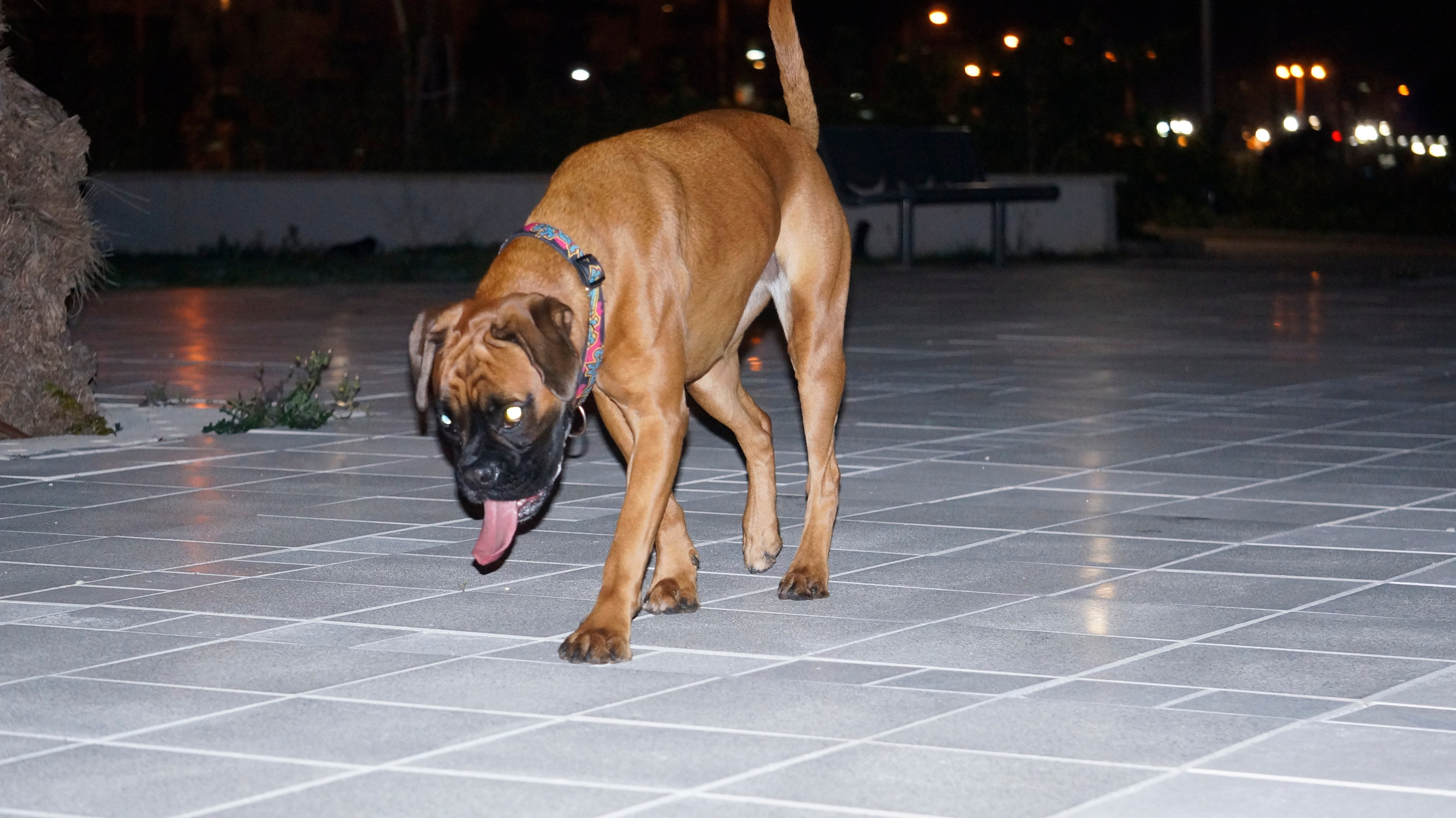 My ״Star״ Boxer Dog