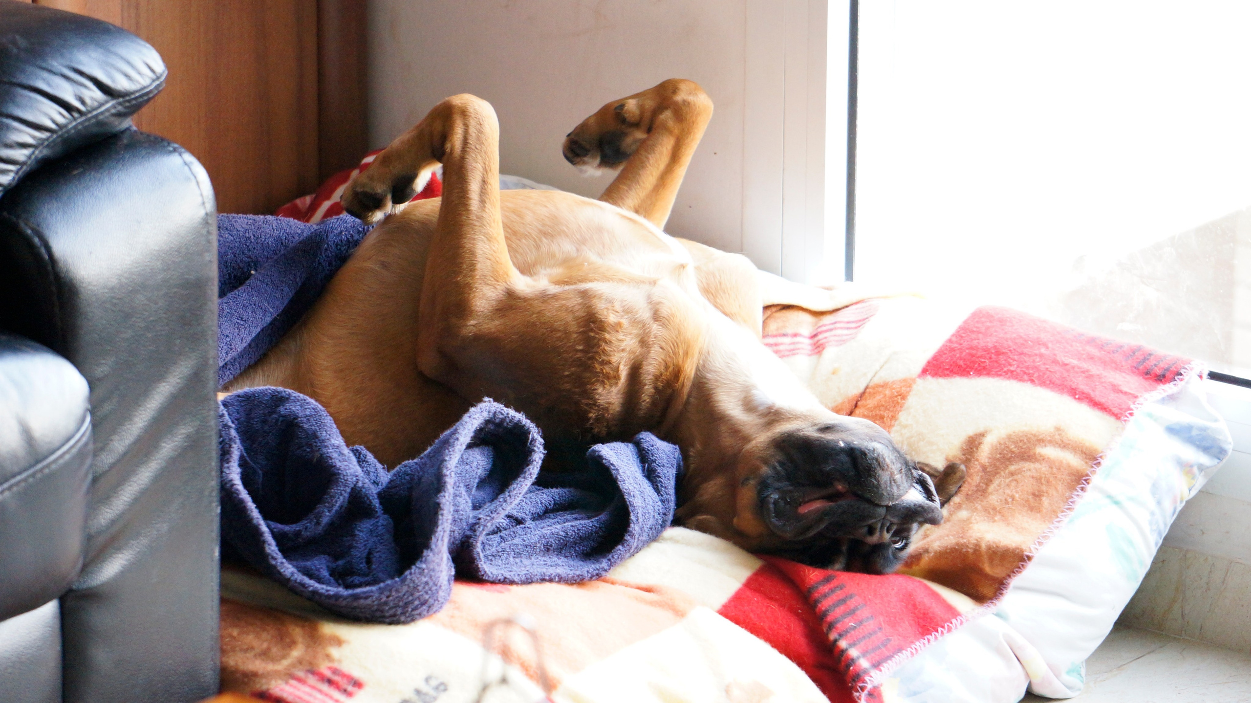 My ״Star״ Boxer Dog