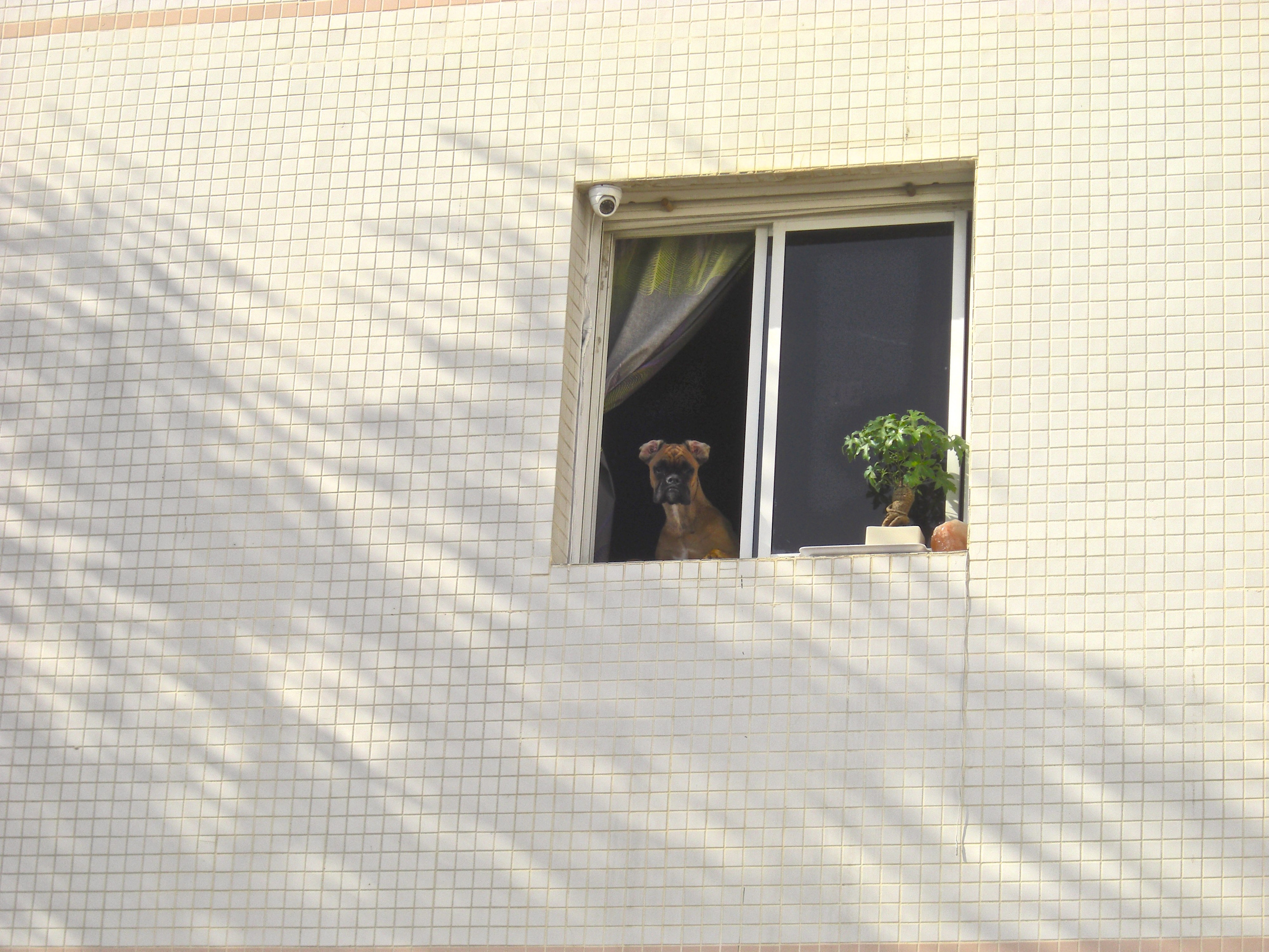 My ״Star״ Boxer Dog