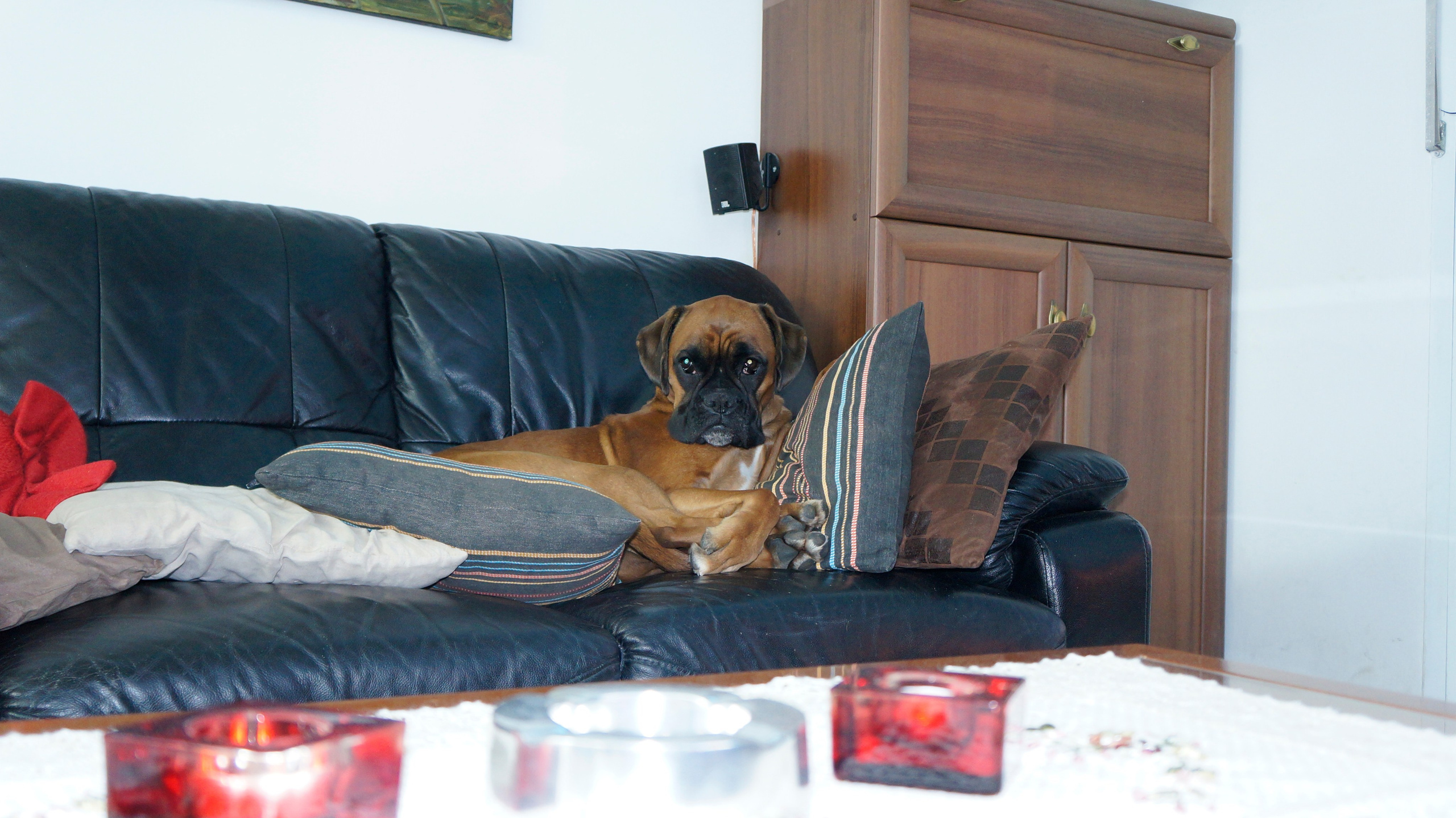 My ״Star״ Boxer Dog