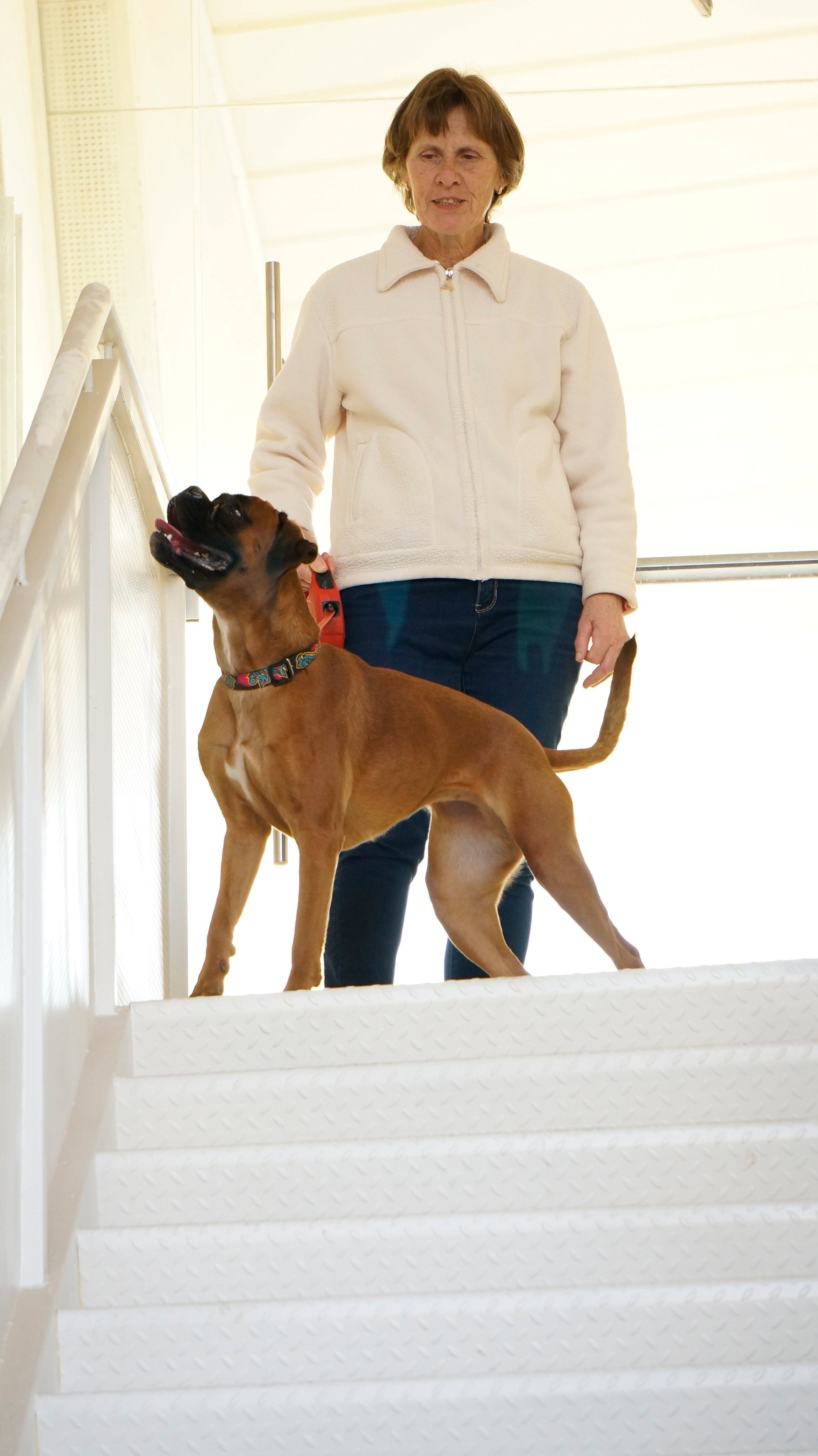 My ״Star״ Boxer Dog