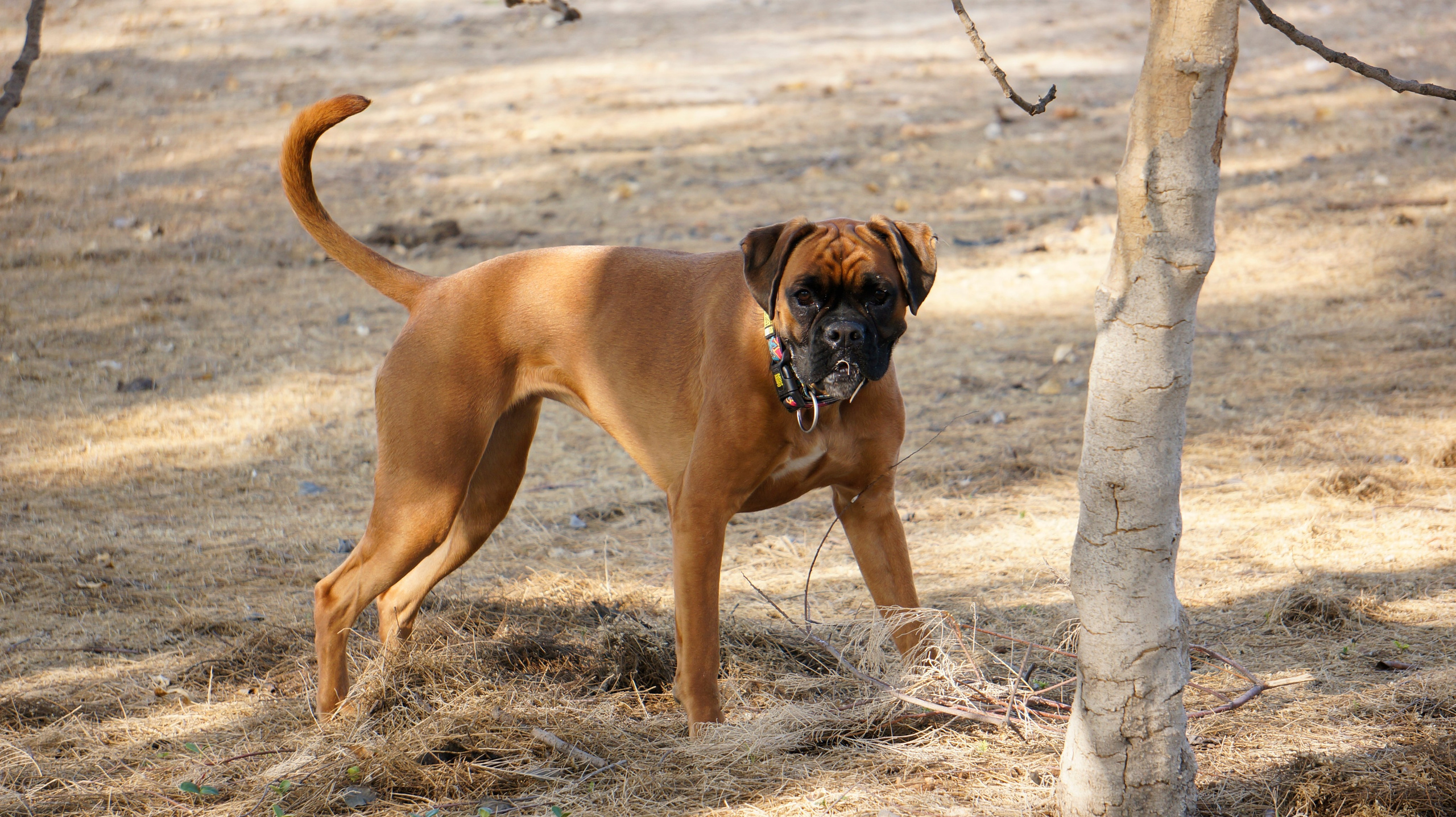 My ״Star״ Boxer Dog