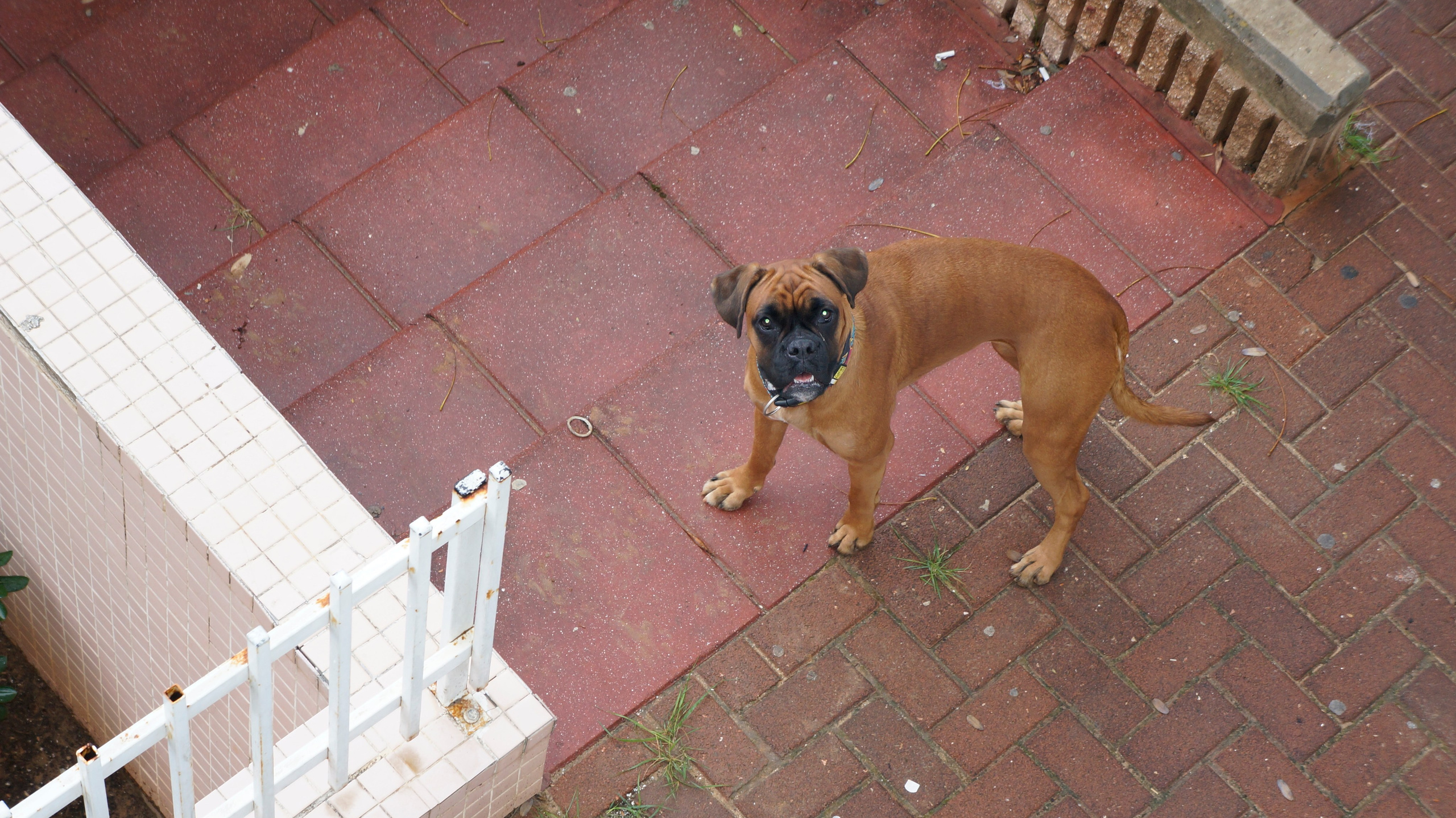 My ״Star״ Boxer Dog