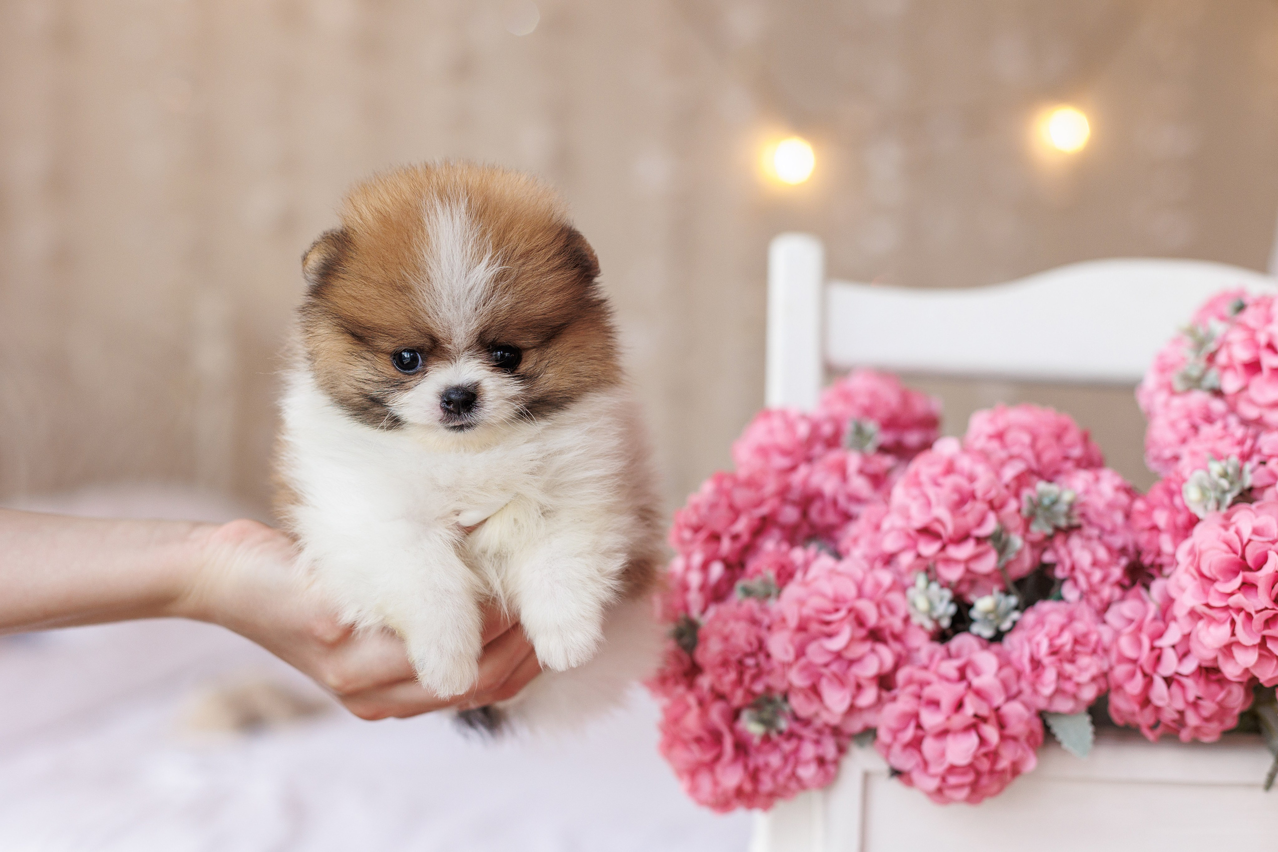 Pomeranian puppies. Семейный фотограф в Кишинёве Пулькина Ольга