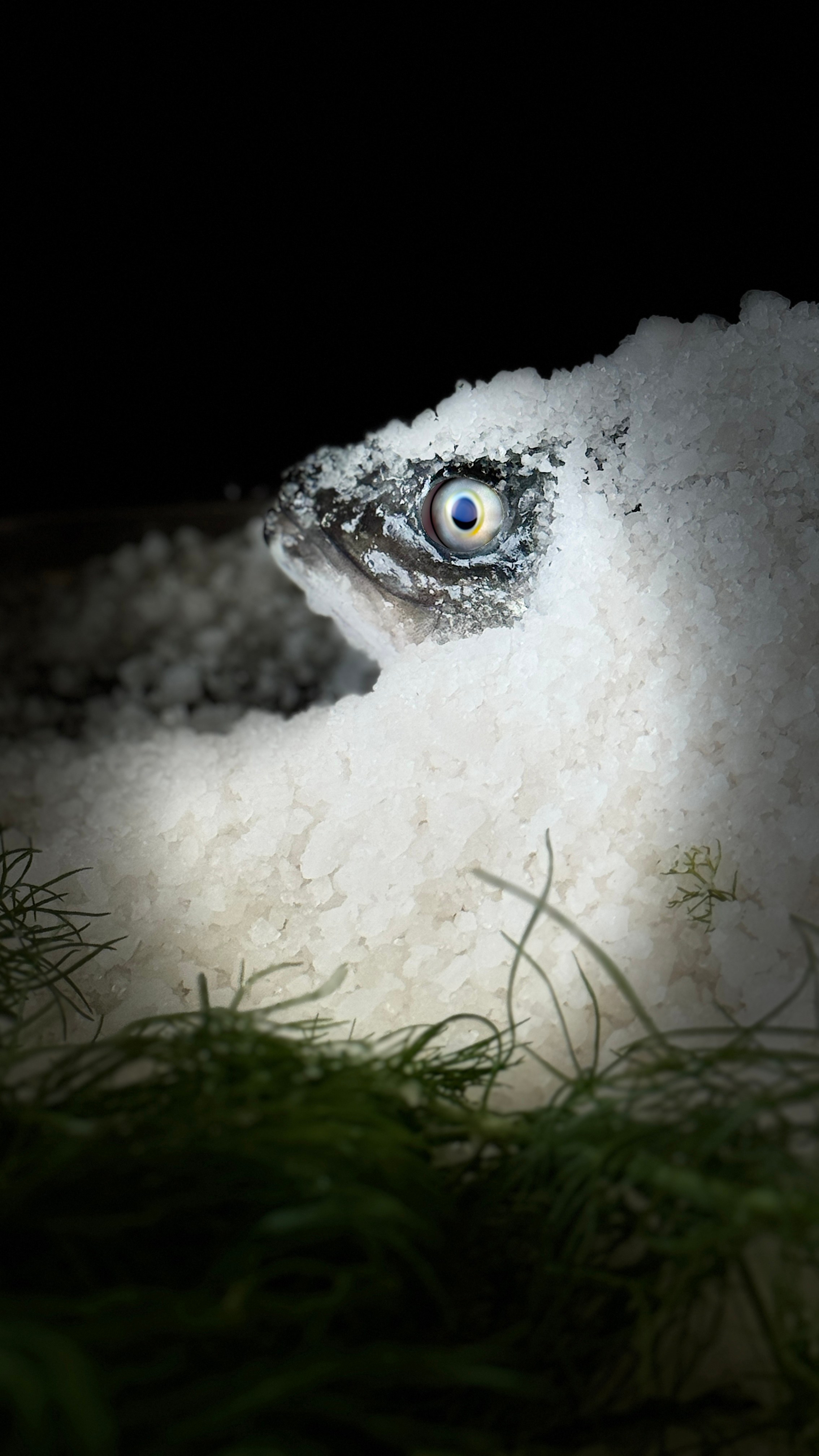 Restaurant Marbella costa del sol restaurante. Photo and video service in Malaga-Marbella-Estepona