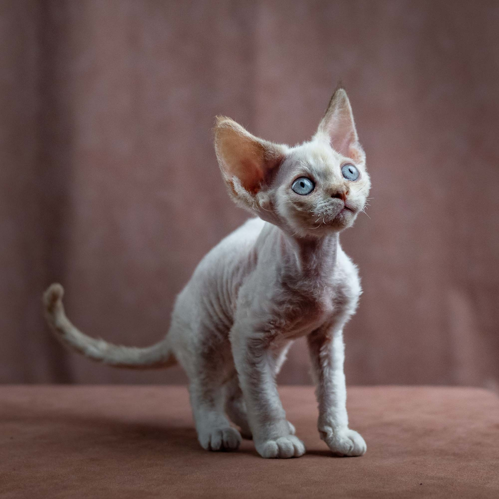 Jessica, girl, born 06.25.2025. Devon Rex Pixie Cattery