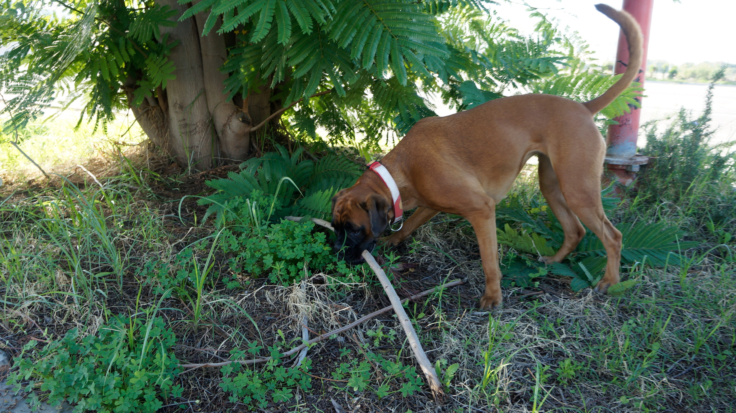 My ״Star״ Boxer Dog