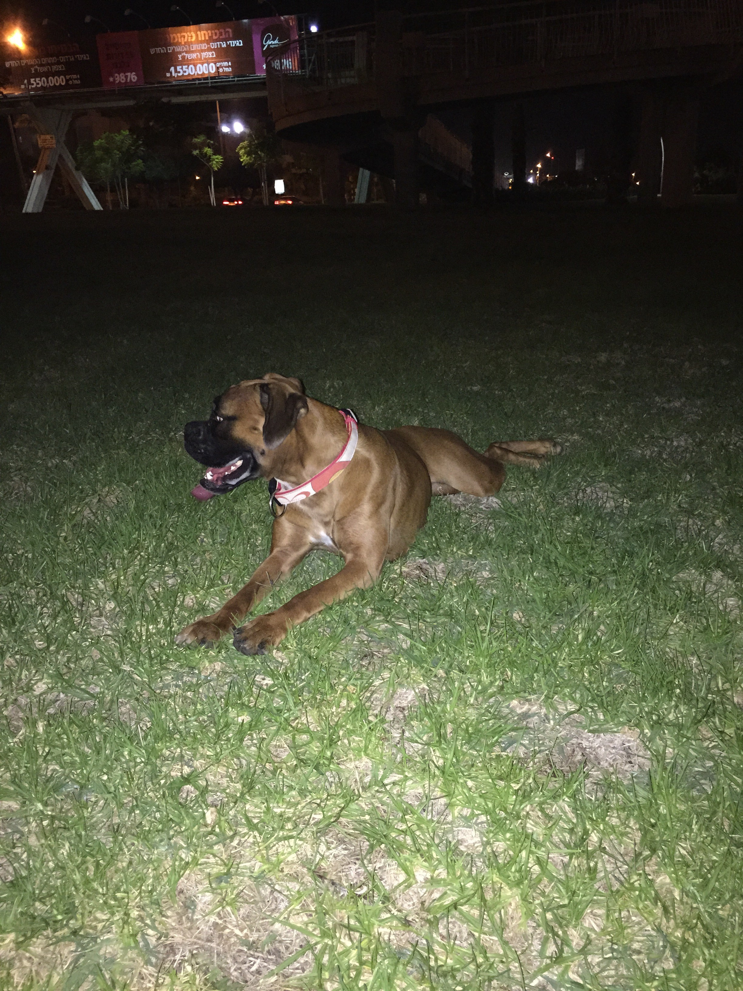My ״Star״ Boxer Dog
