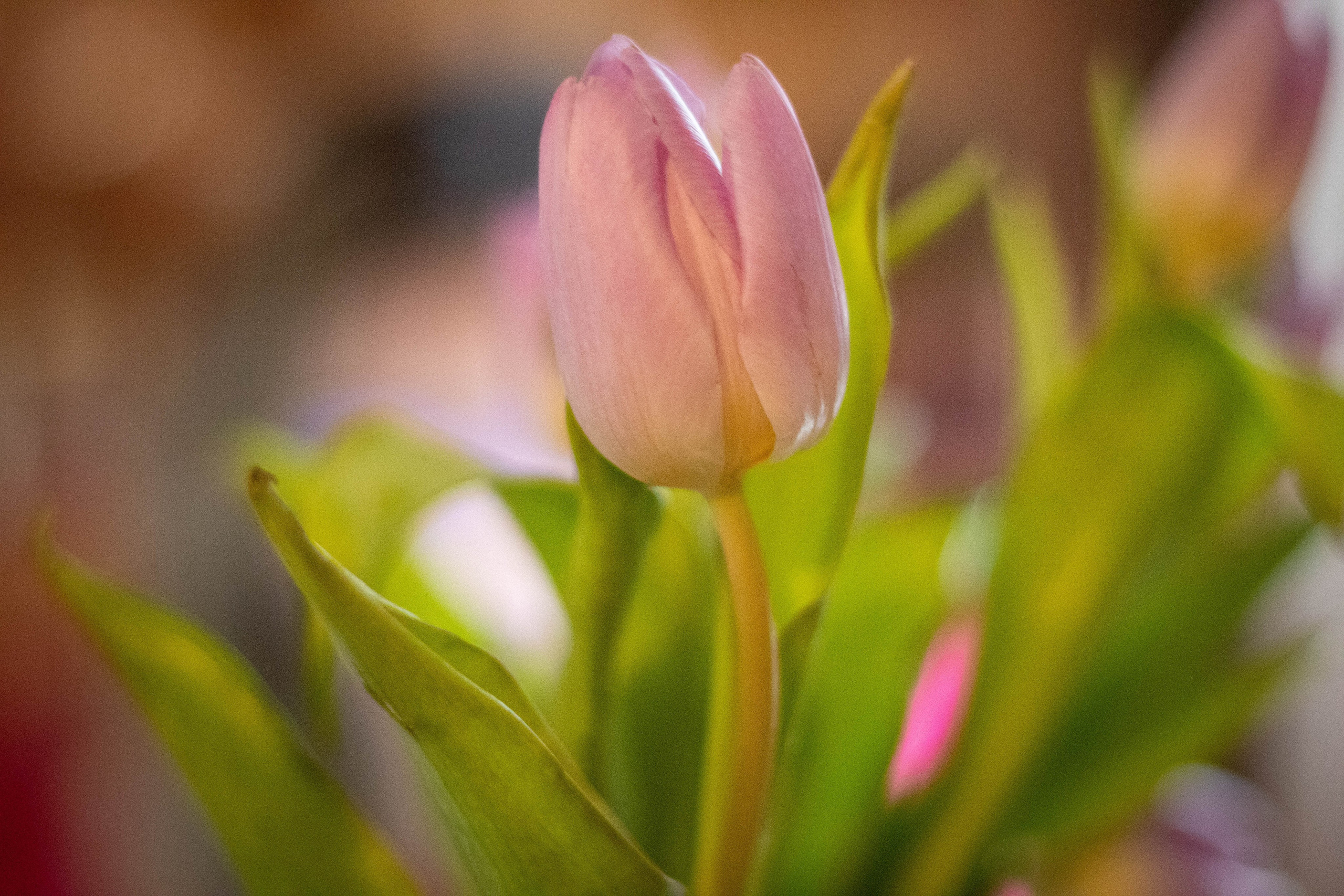 Pair of pink tulip buds just beginning to bloom among green leaves.