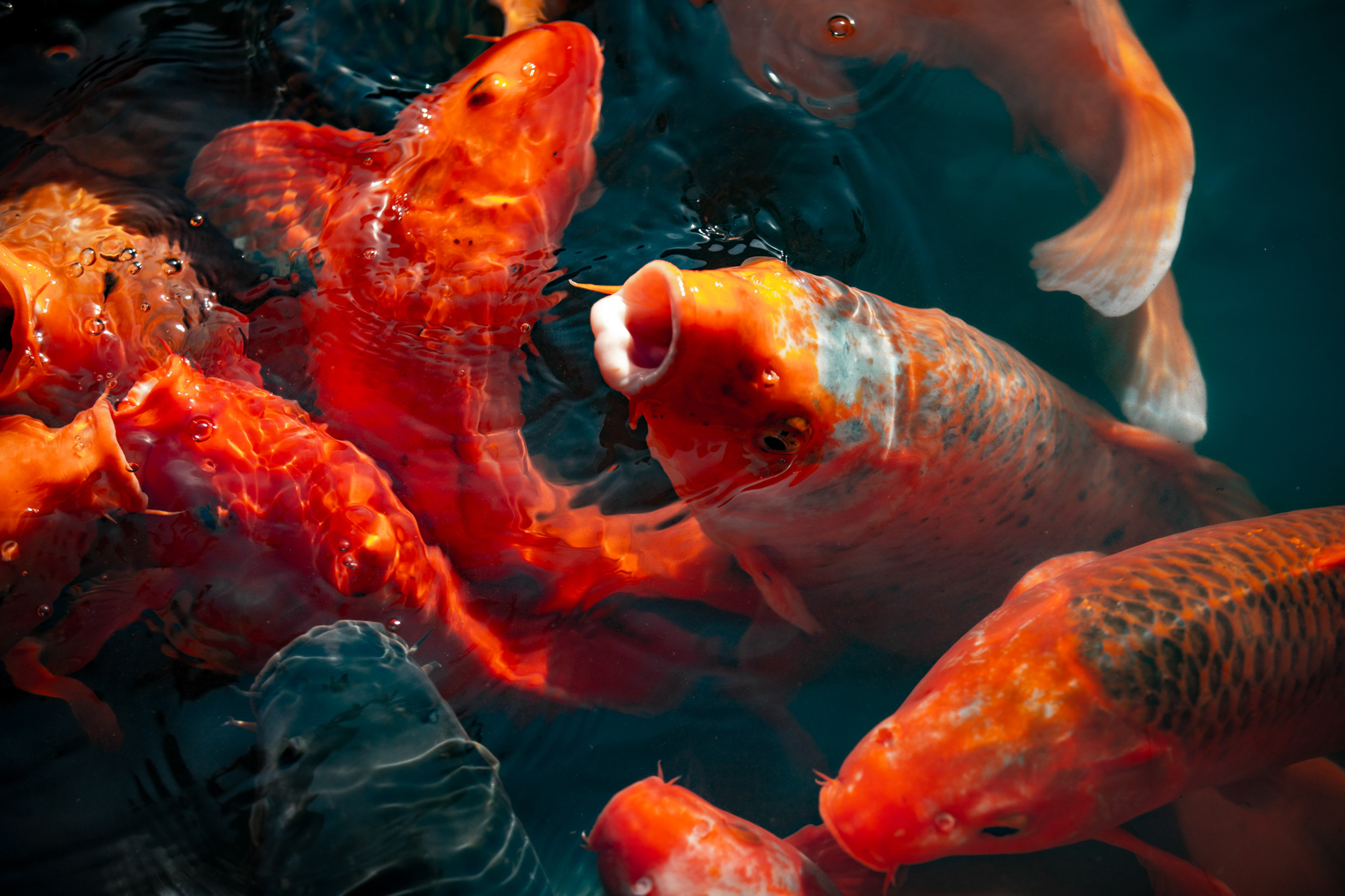 Фотосессия в Саду радости для блогера. Фотограф в Шанхае — Лола Пидлуская