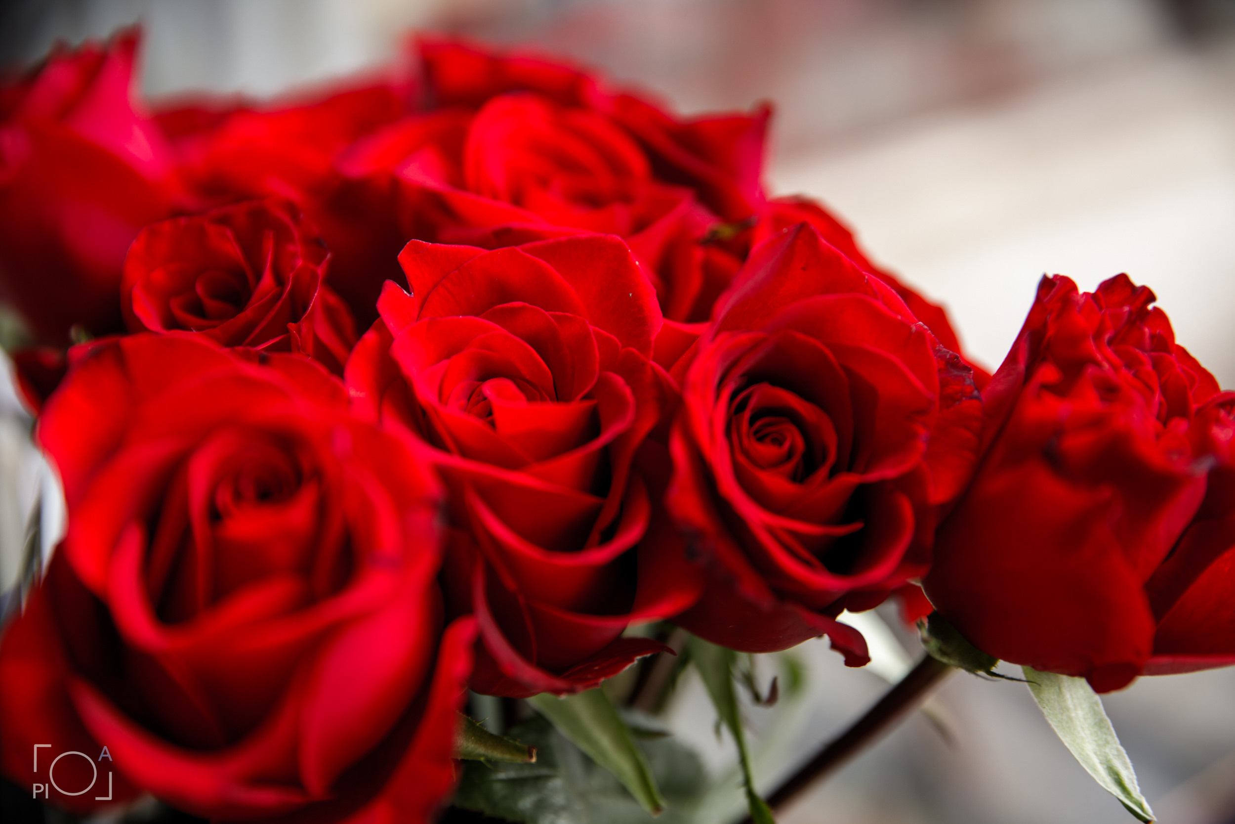 1st Birthday according to Korean customs. Photographer in Shanghai — Lola Pidluskaya