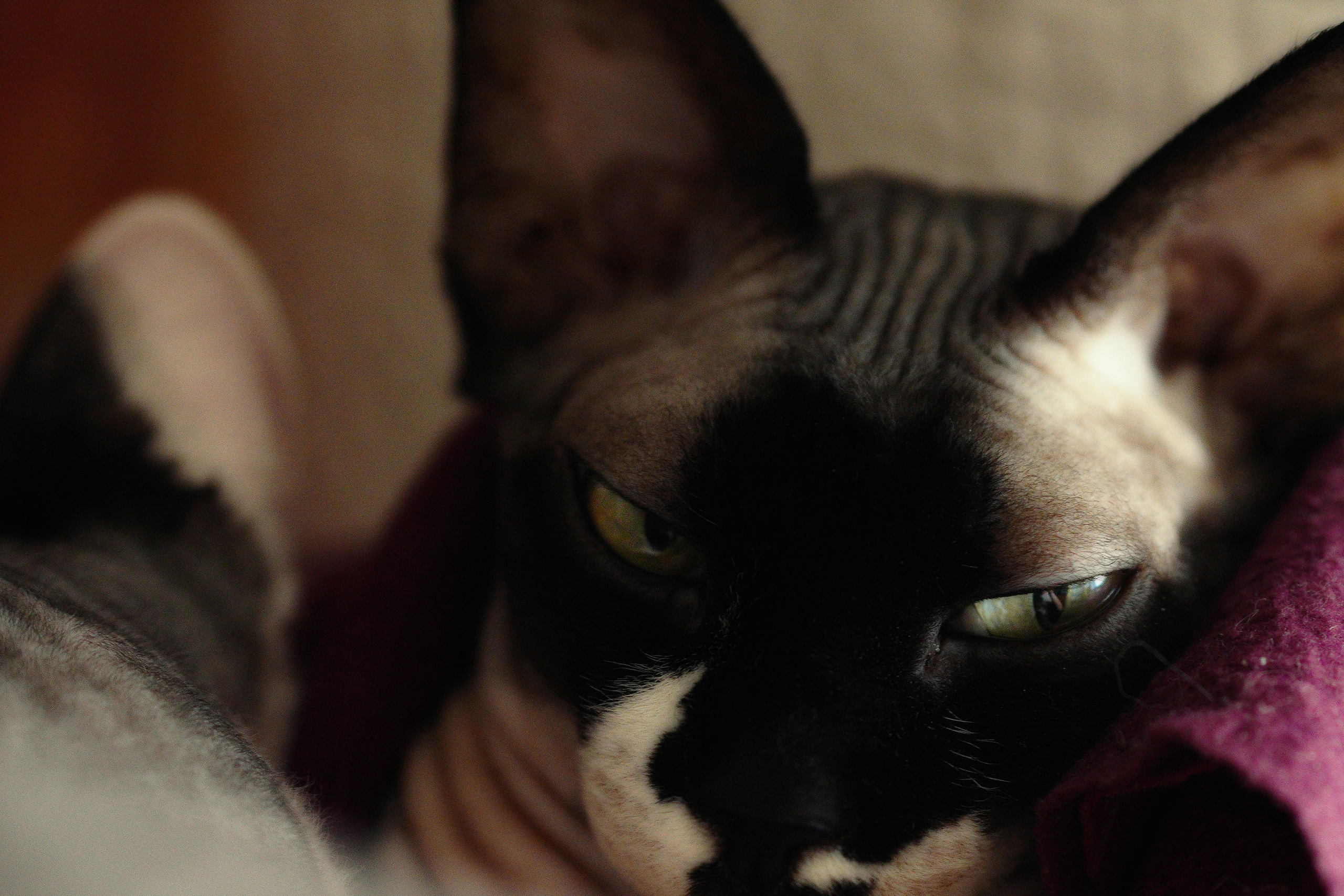 Katzen. LUKIN IGOR Photography